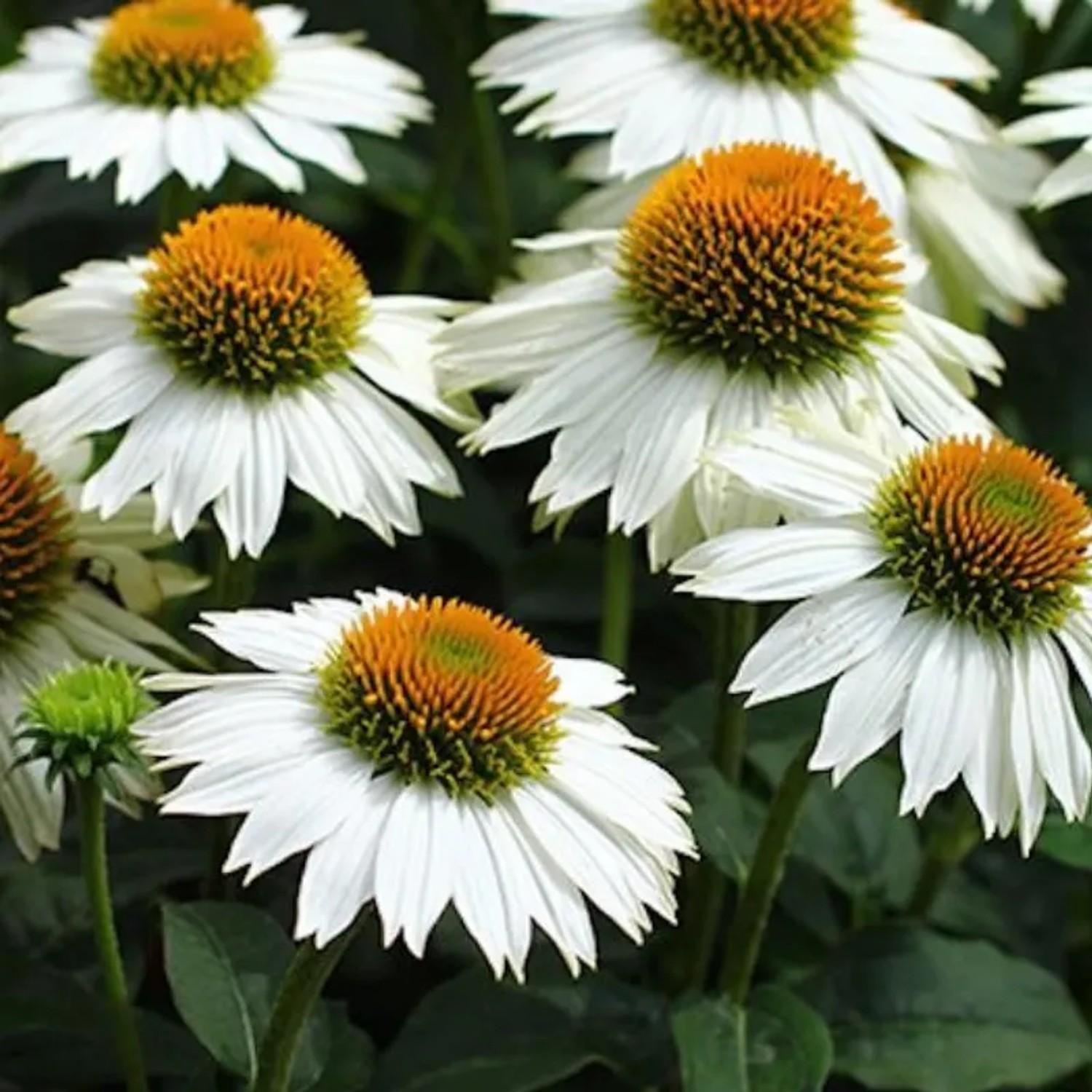6x Scheinsonnenhut 'PowWow White' Echinacea purpurea Topf 9 cm Weiße Blüten