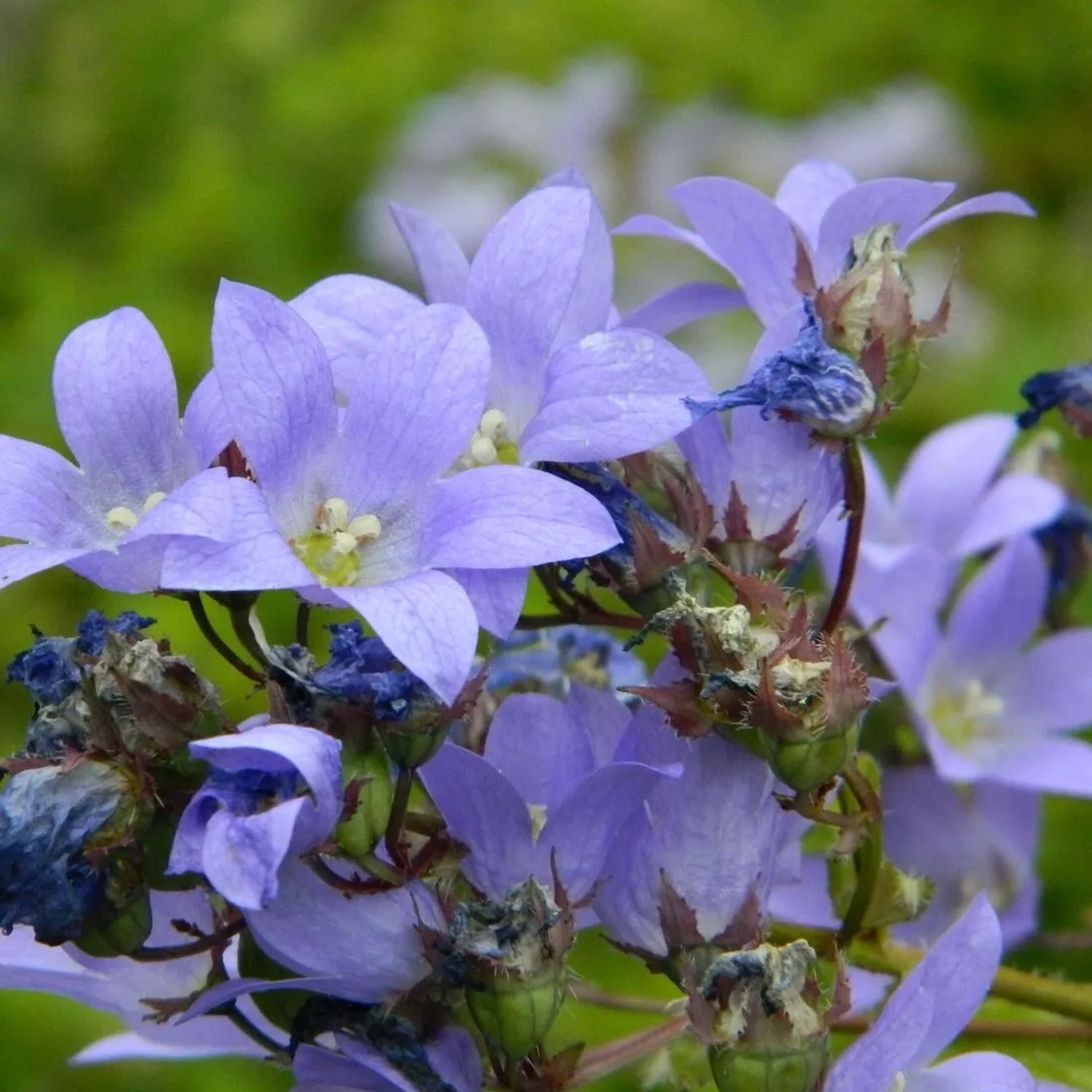 6 x Dolden-Glockenblume 'Pouffe' Campanula,actiflora Topf 9cm Lange Blütezeit