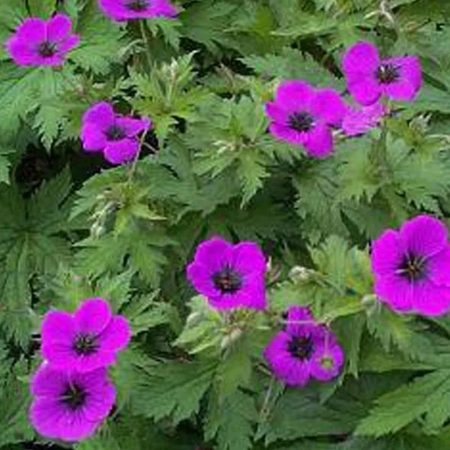 6 x Armenischer Storchschnabel Geranium Psilostemon Topf 9cm Beetpflanze