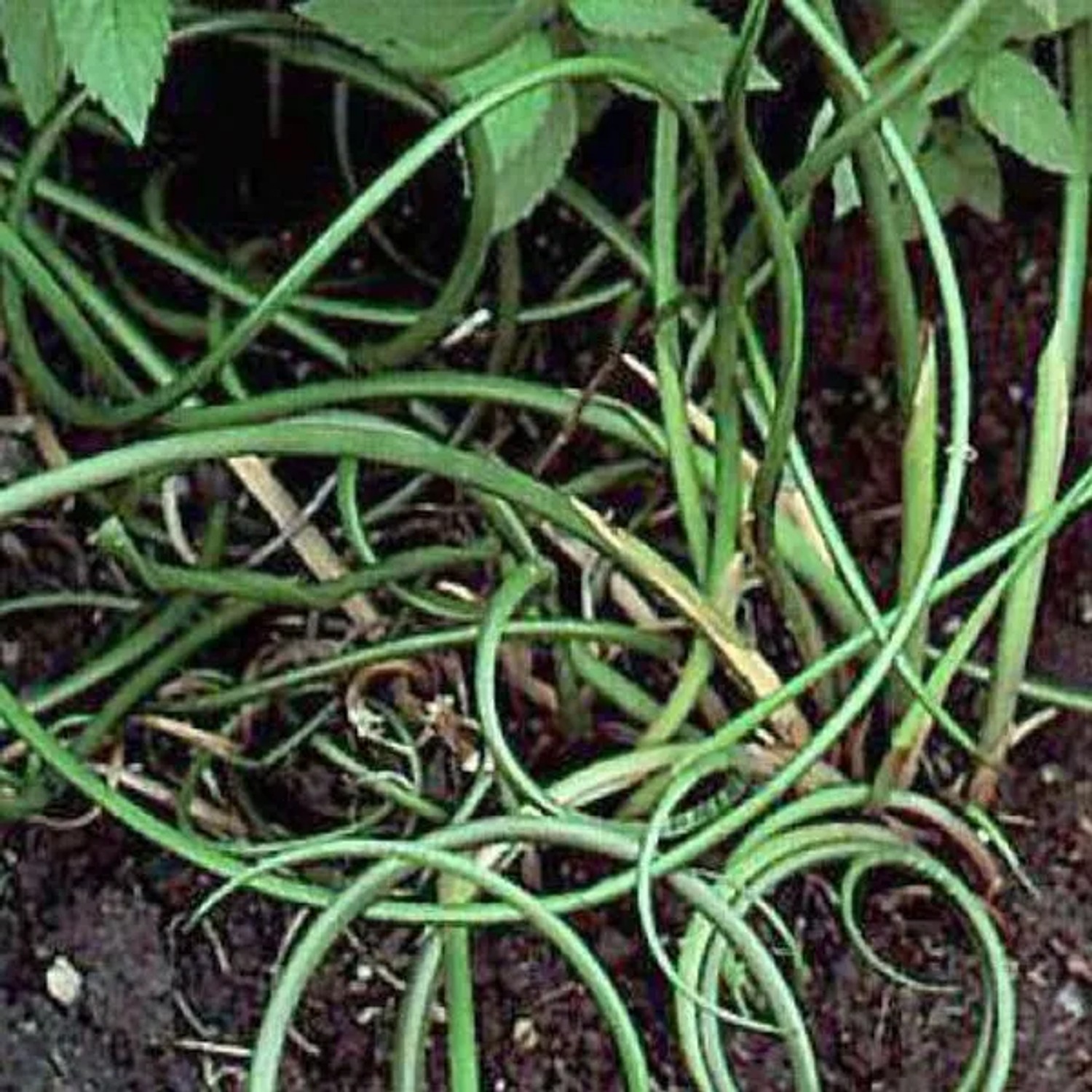 6 x Flatter-Binse Juncus effusus Topf 9cm Kompakt Wachsend