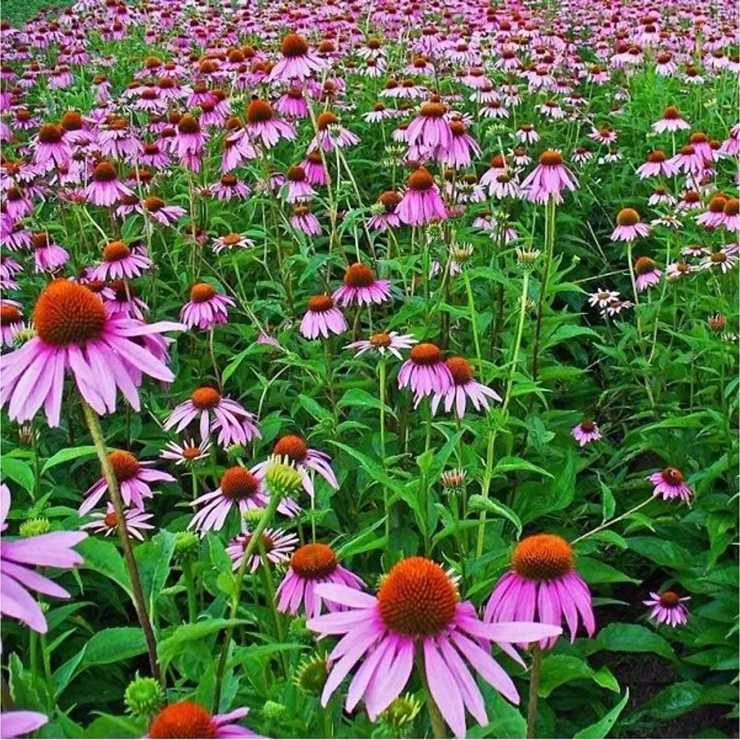 6 x Scheinsonnenhut Echinacea purpurea Topf 9cm Purpurrosa Blüten