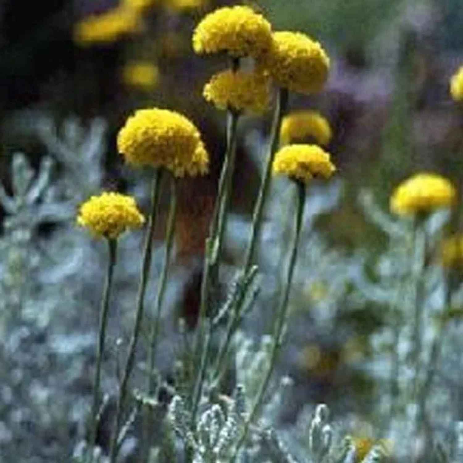 6 x Heiligenkraut 'Lambrook Silver' Santolina chamaecyparissus Topf 9cm Dekorativ