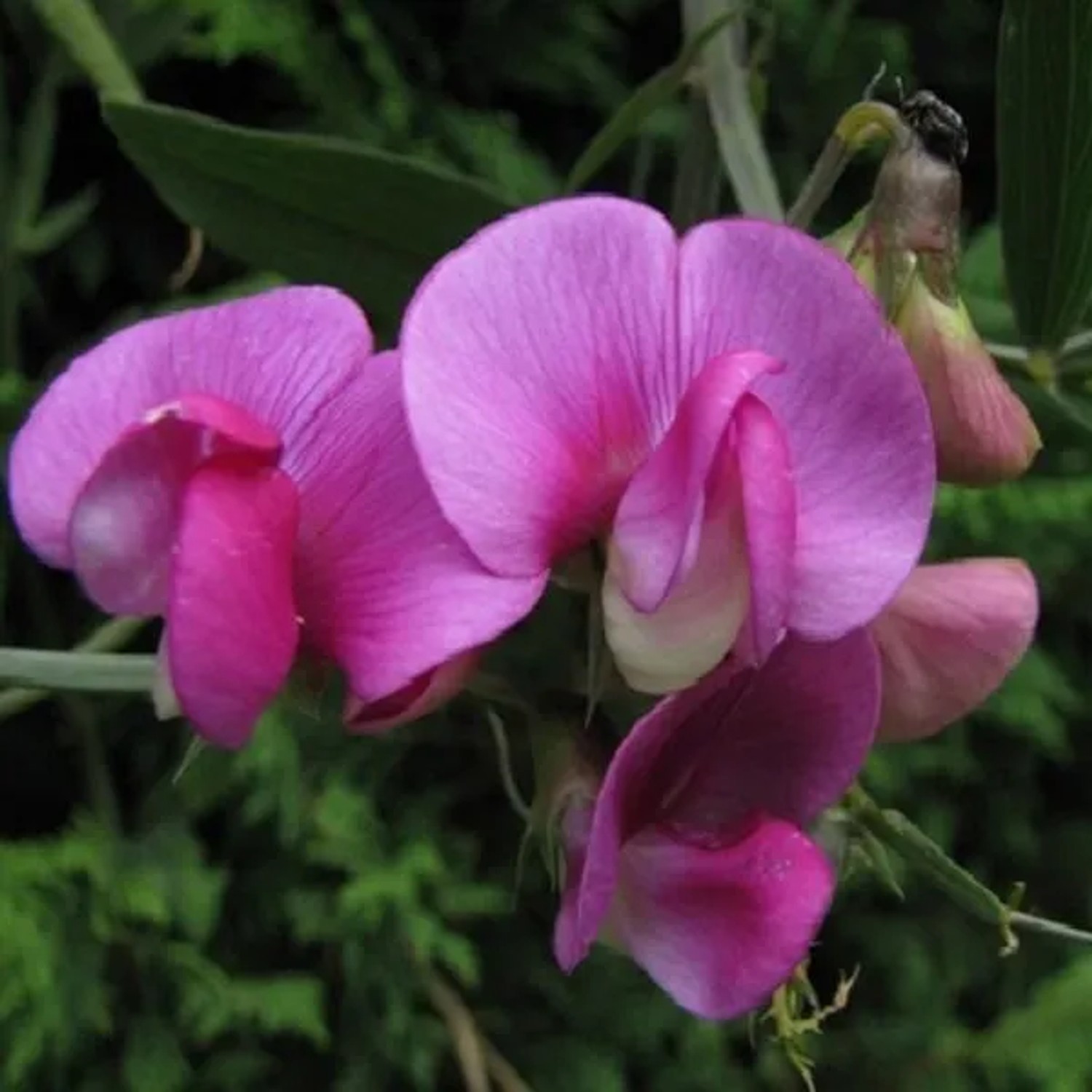 6 x Staudenwicke 'Red Pearl' Lathyrus,atifolius Topf 9cm Rote Blüten