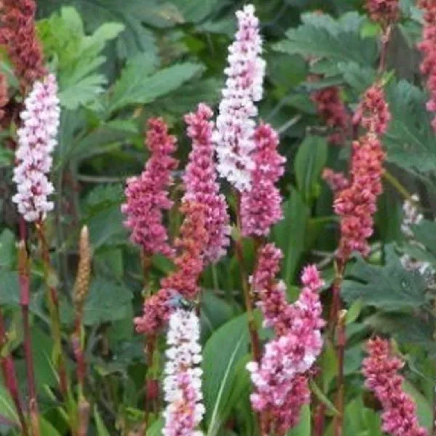 6 x Knöterich 'Darjeeling Red' Persicaria affinis Topf 9cm Bodendecker
