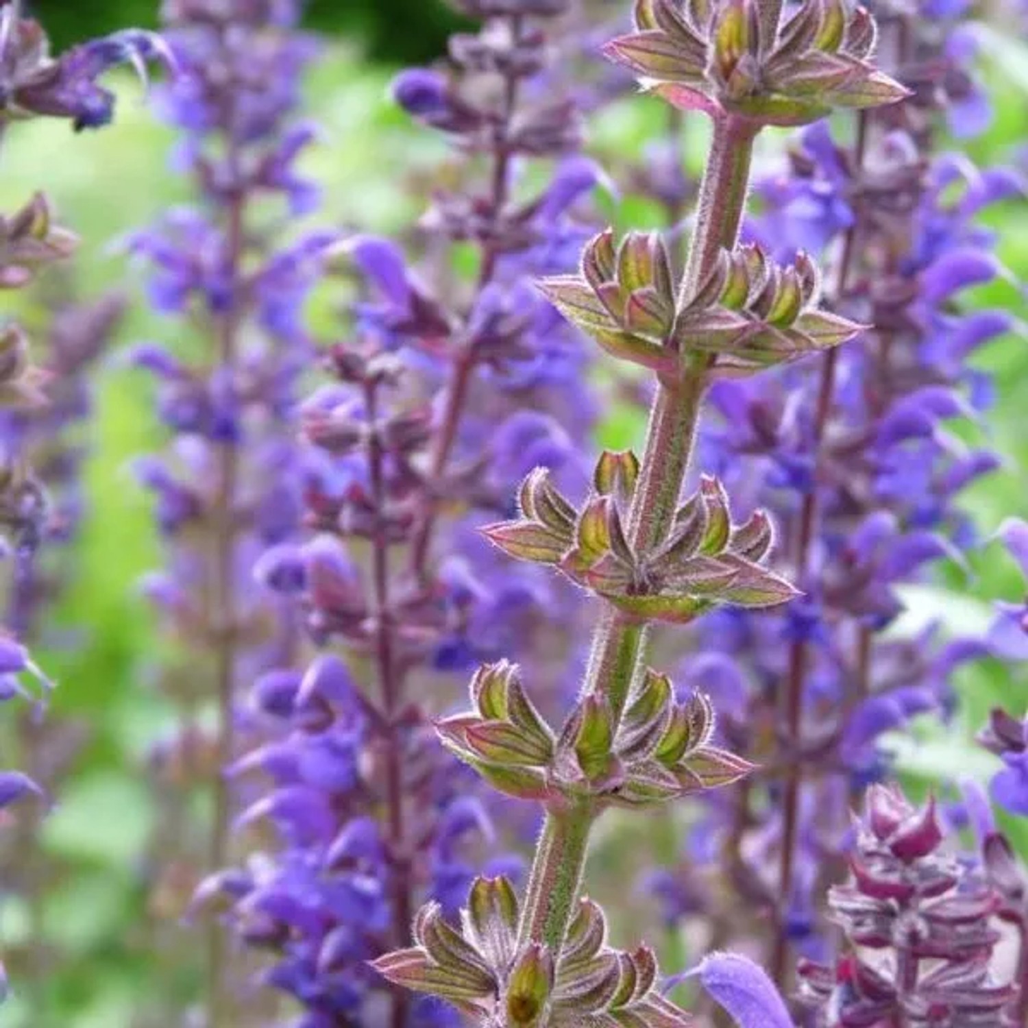 6 x Salbei 'Mainacht' Salvia nemorosa Topf 9cm Schmetterlingspflanze