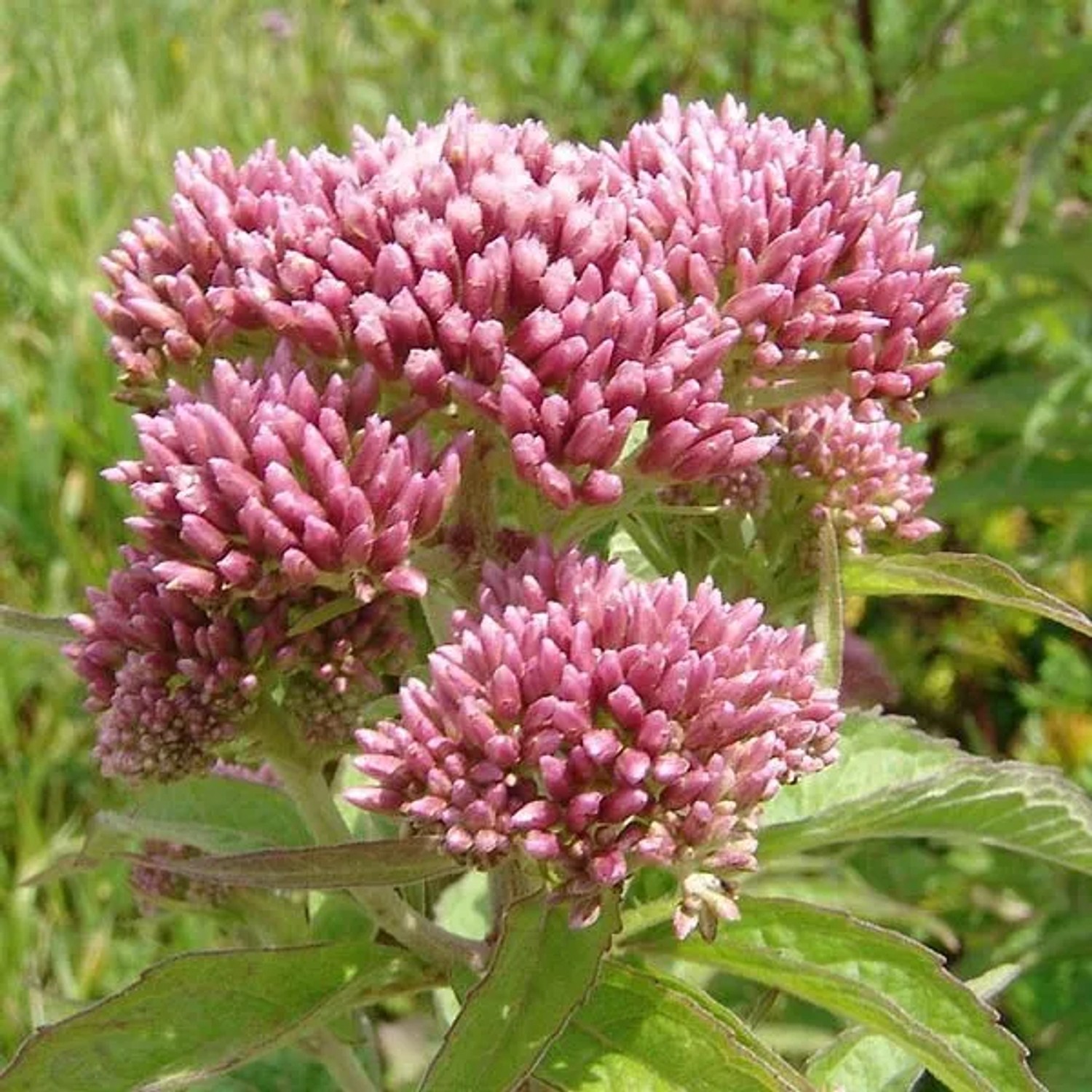6 x Wasserdost 'Riesenschirm' Eupatorium maculatum Topf 9cm Schmetterlingspflanze