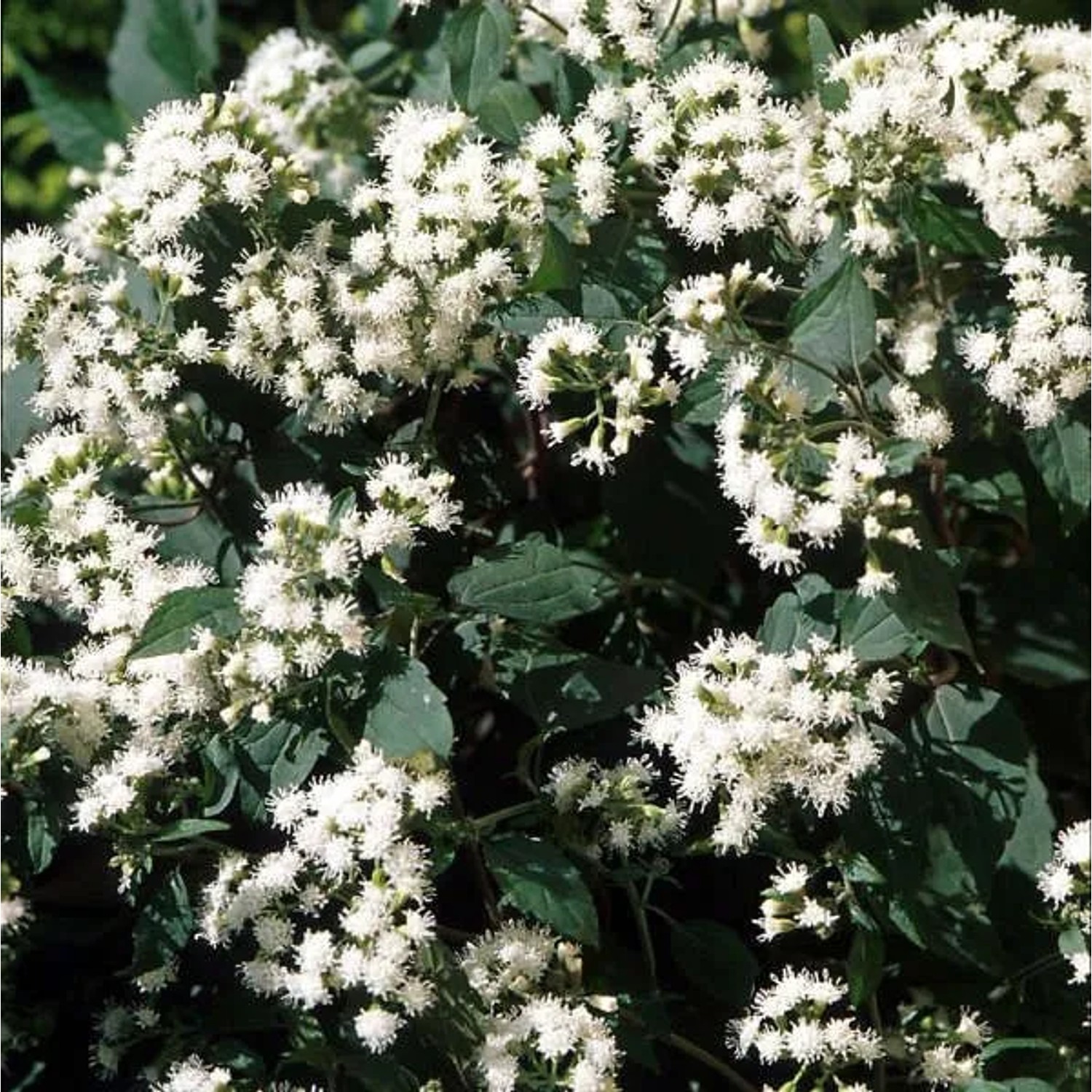 6 x Wasserdost 'Chocolate' Eupatorium rugosum Topf 9cm Schokoladenbraunes Laub