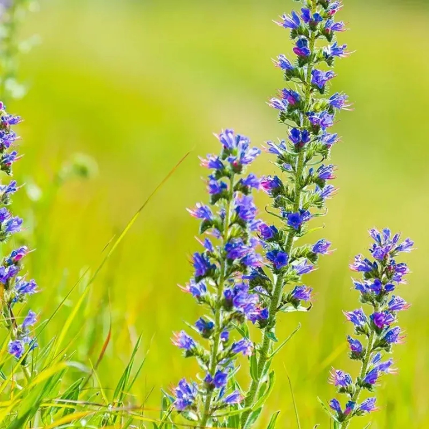6x Natternkopf Echium Vulgare Topf 9 cm Blaue Blüten