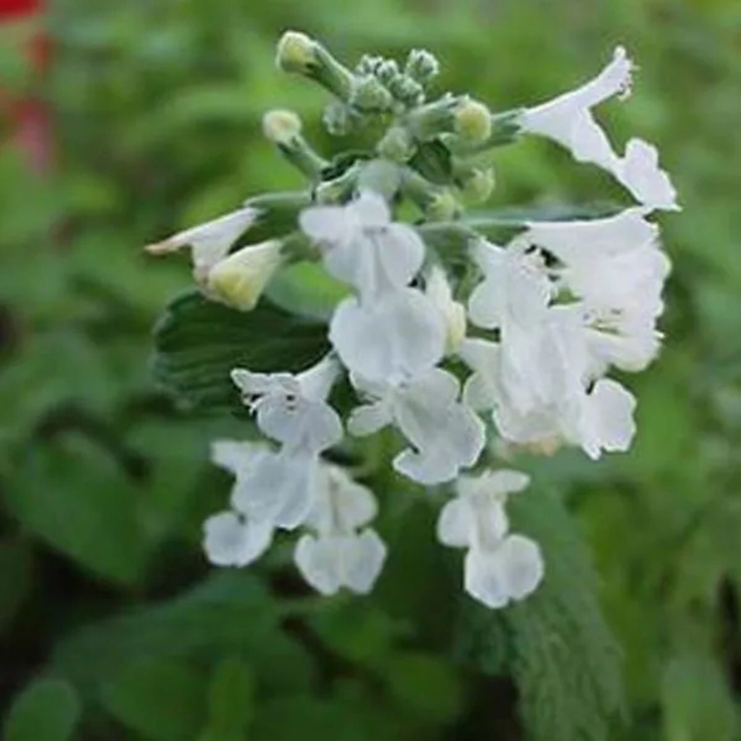 6 x Katzenminze 'Snowflake' Nepeta Topf 9cm Weiße Blüten