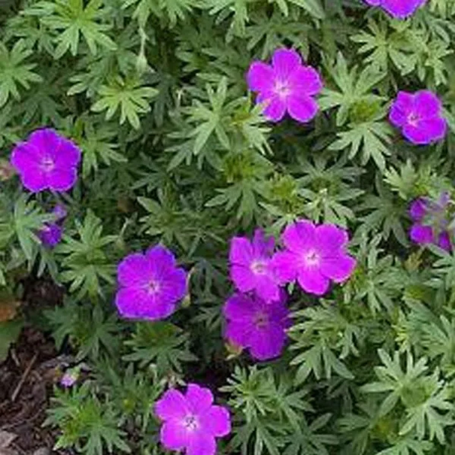 6 x Blutroter Storchschnabel Geranium sanguineum Topf 9cm Rosa Blüten