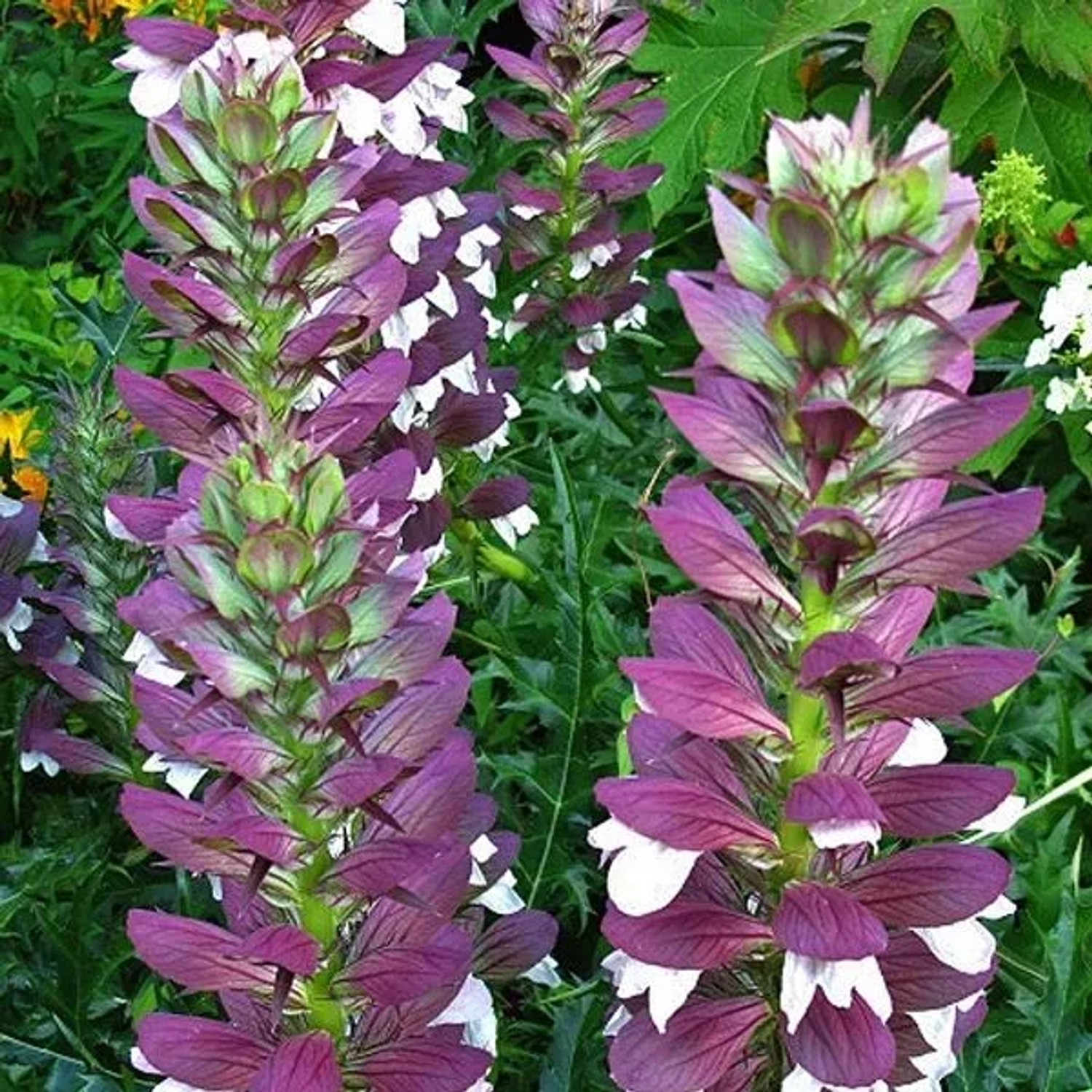 6 x Balkan-Bärenklau Acanthus hungaricus Topf 9cm Dekorative Blatt- und Blütenstruktur
