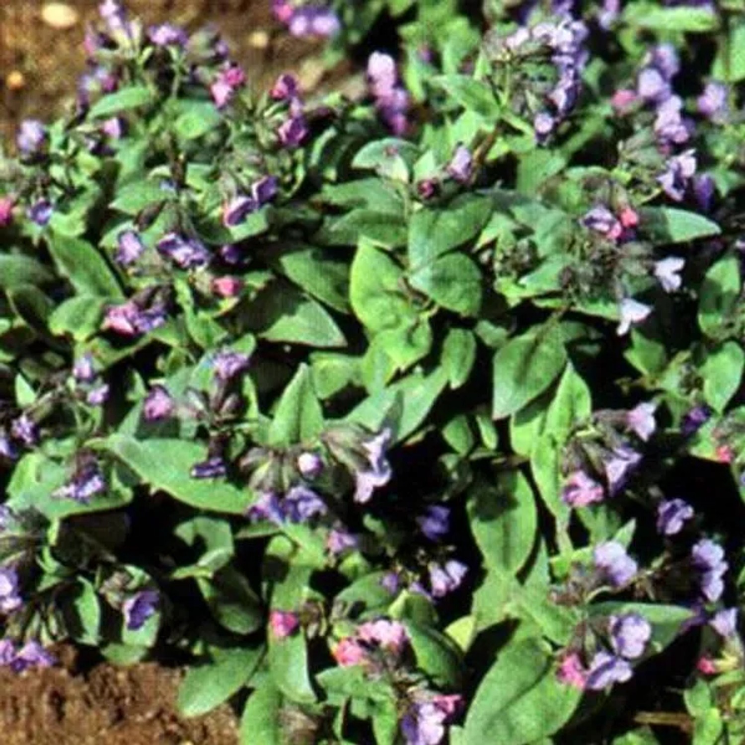 6 x Lungenkraut 'Azurea' Pulmonaria angustifolia Topf 9cm Beetrandpflanze