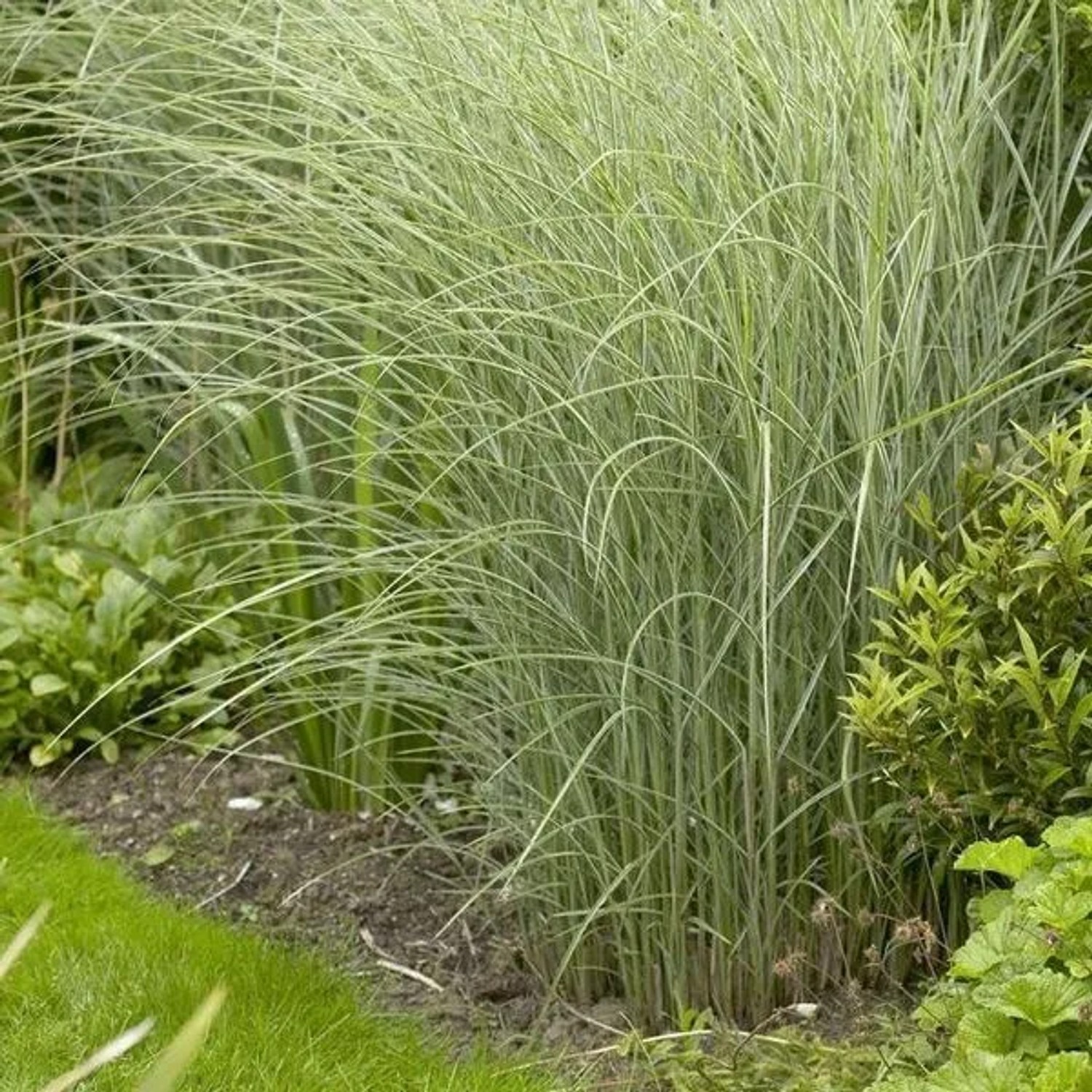 6 x Chinaschilf 'Morning Light' Miscanthus sinensis Topf 9cm Feines Laub