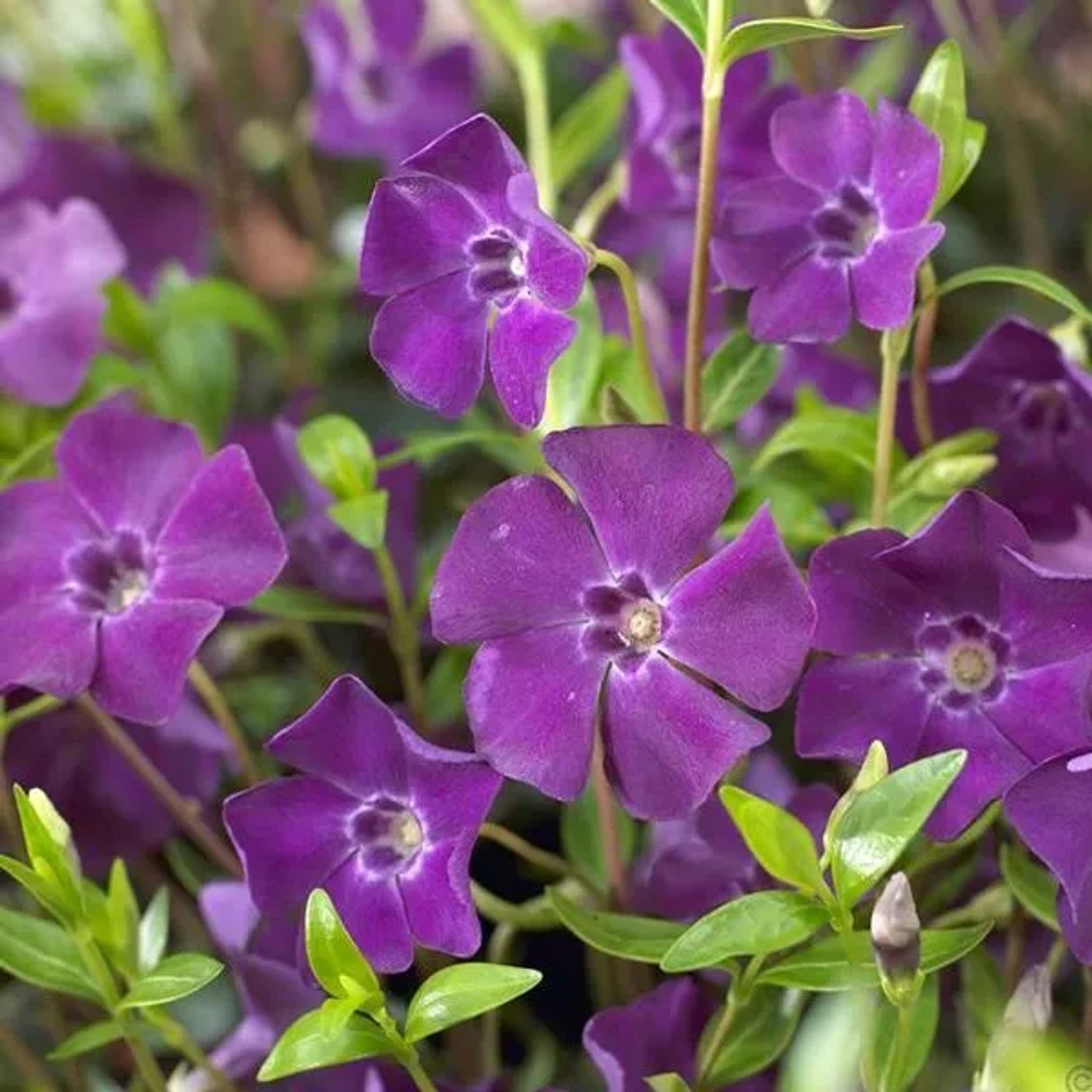 6 x Immergrün 'Atropurpurea' Vinca Minor Topf 9cm Immergrün