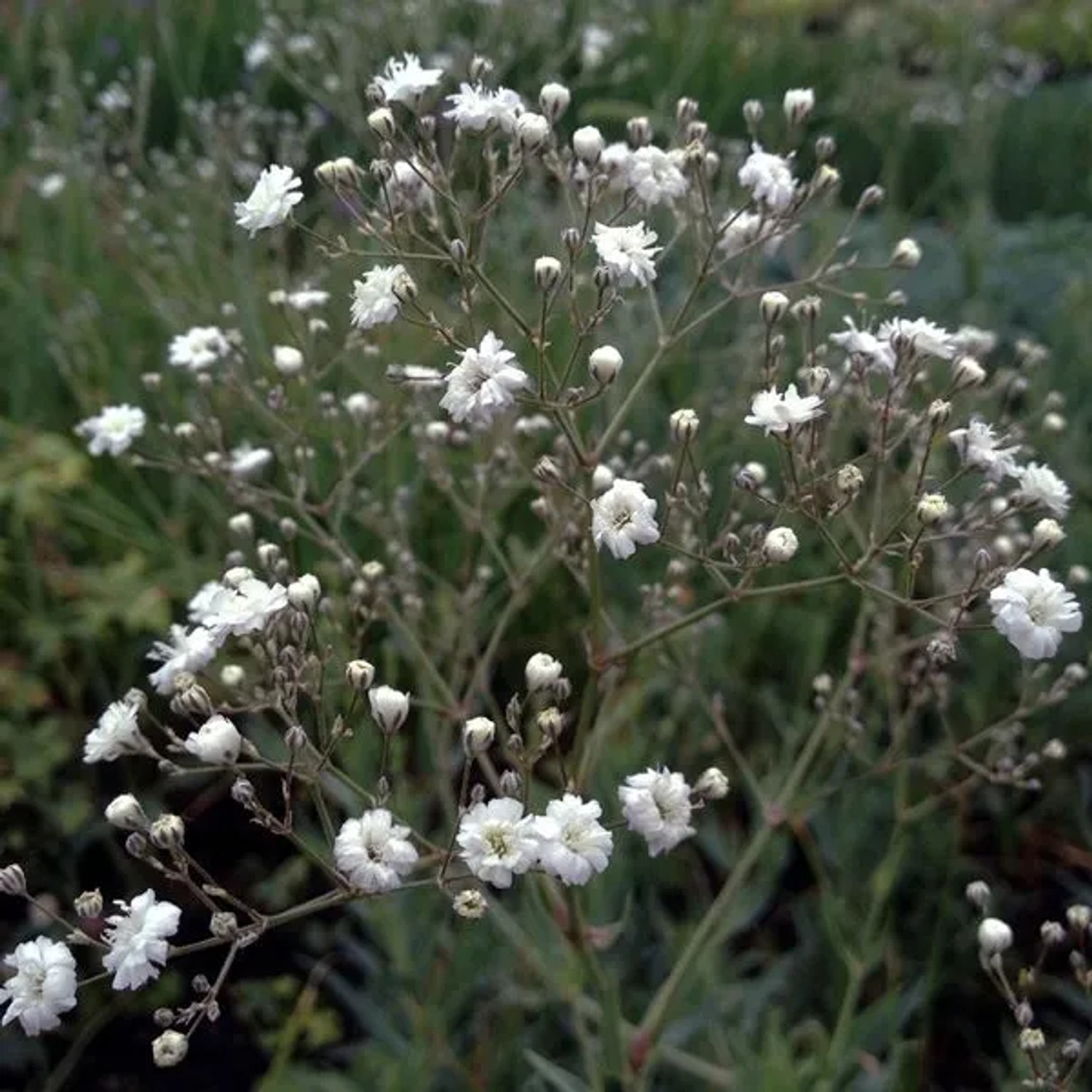 6 x Schleierkraut 'Bristol Fairy' Gypsophila paniculata Topf 9cm Schnittblume