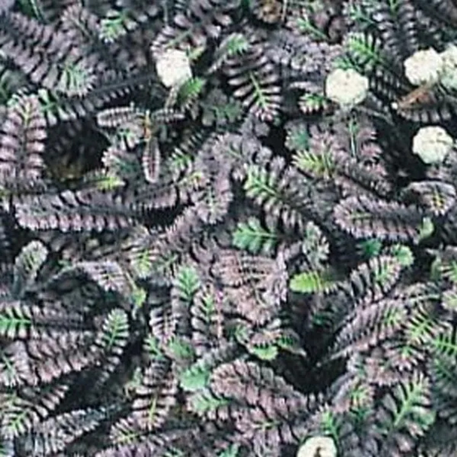 6 x Fiederpolster 'Platt's Black' Leptinella squalida Topf 9cm Dunkles Laub