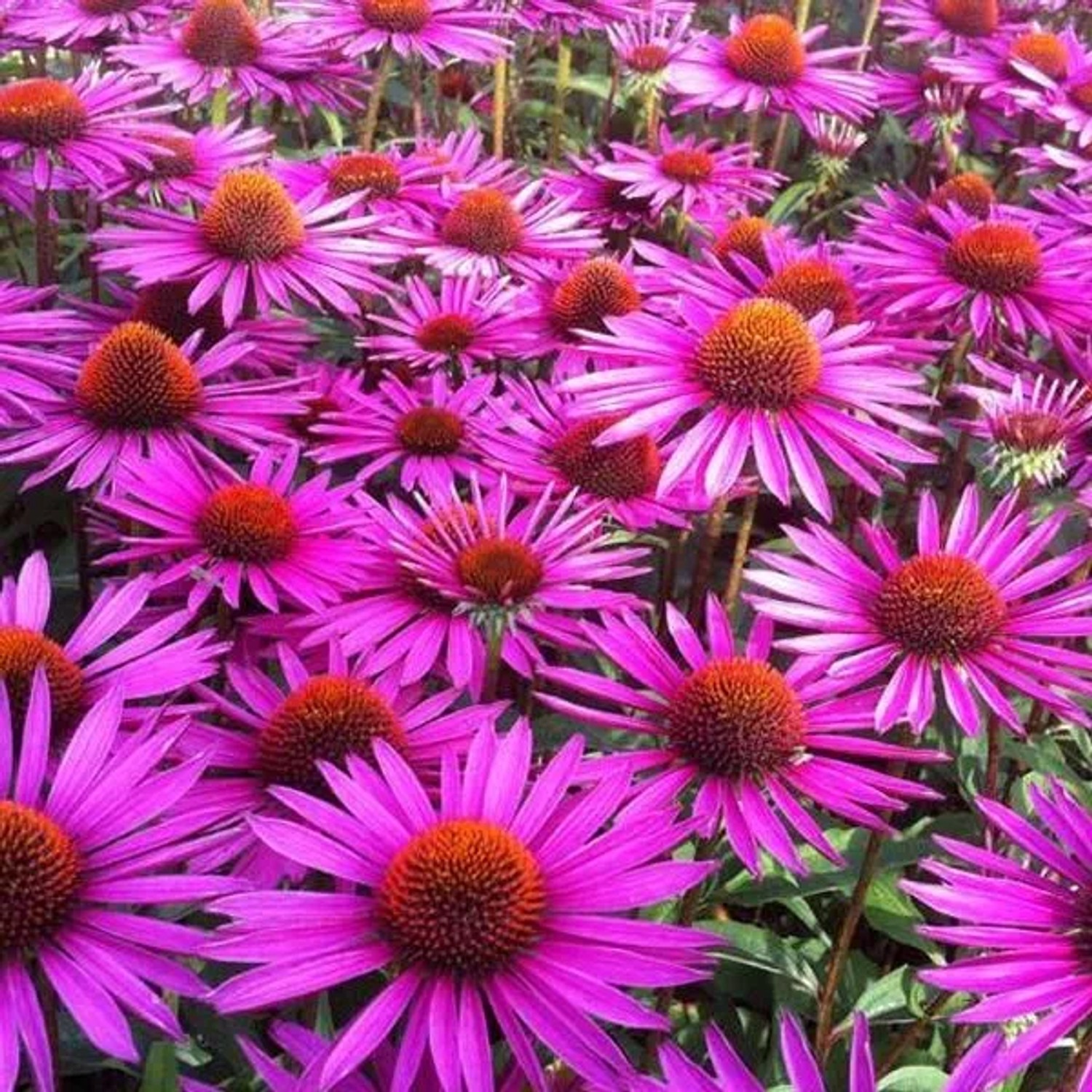 6 x Scheinsonnenhut 'Pica Bella' Echinacea purpurea Topf 9cm Dekorativ
