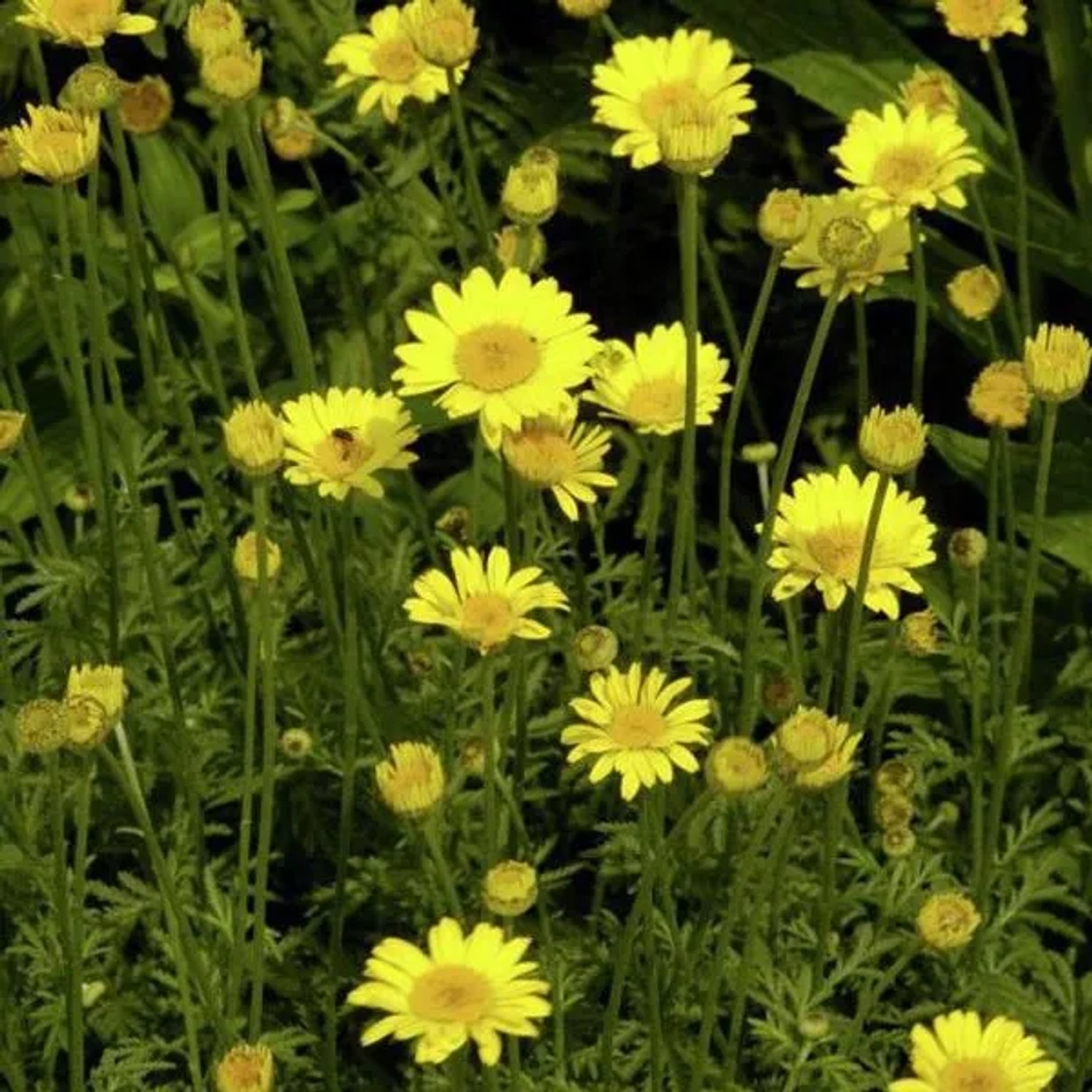 6 x Färberkamille 'Kelwayi' Anthemis hybrida Topf 9cm Schnittblume