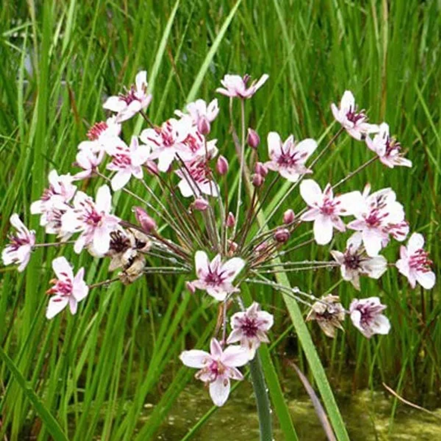 6 x Schwanenblume Butomus umbellatus Topf 9cm Rosa Blüten