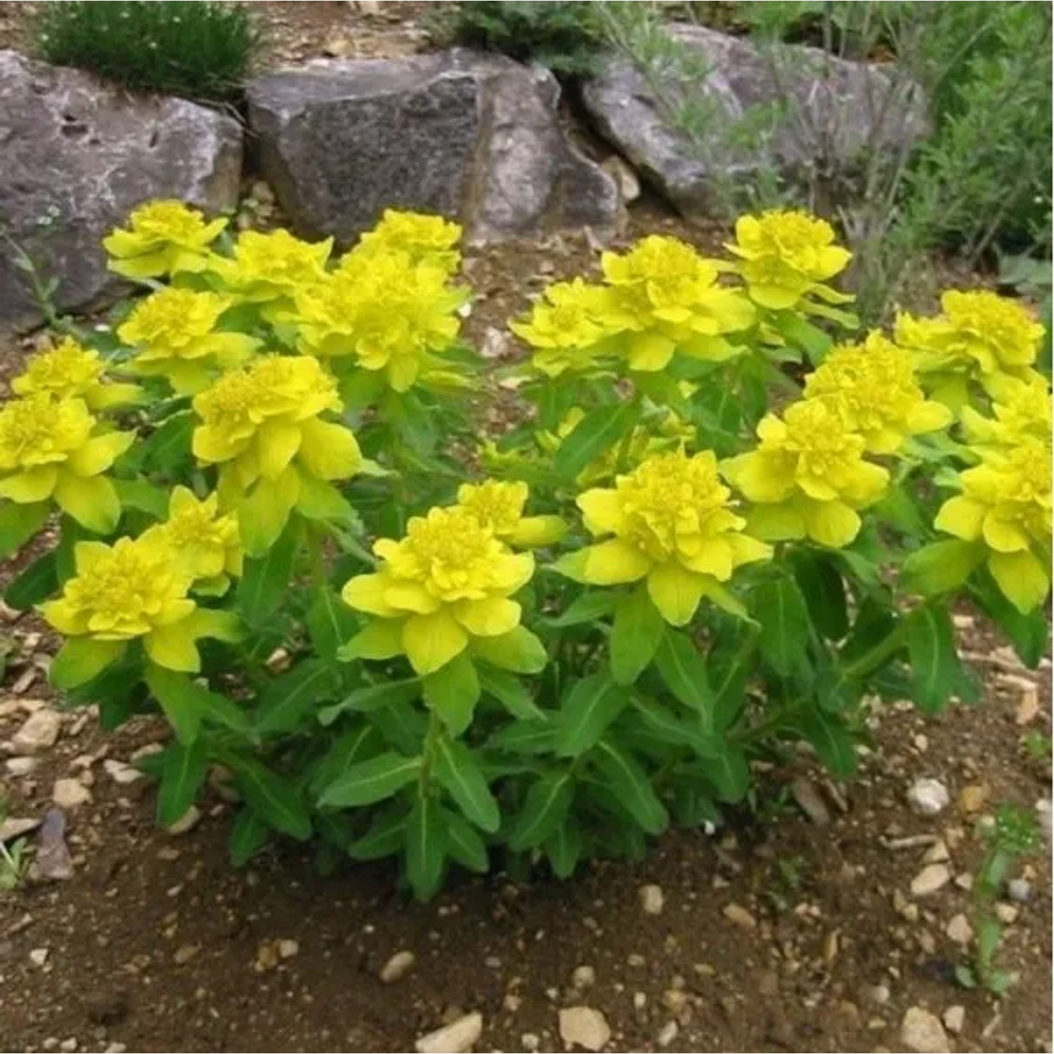 6 x Gold-Wolfsmilch Euphorbia polychroma Topf 9cm Gelbe Blüten