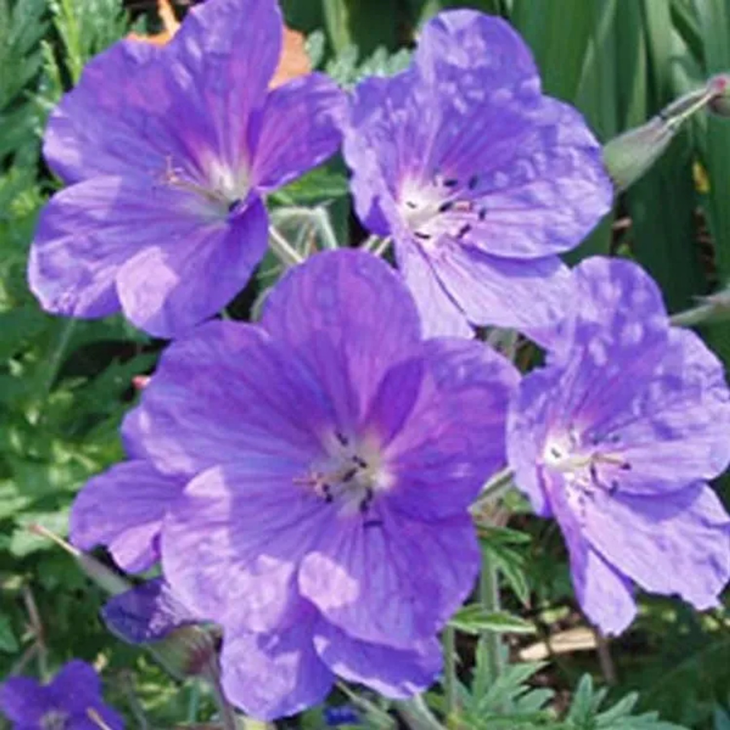 6 x Storchschnabel 'Kashmir Purple' Geranium Clarkei Topf 9cm Lila Blüten