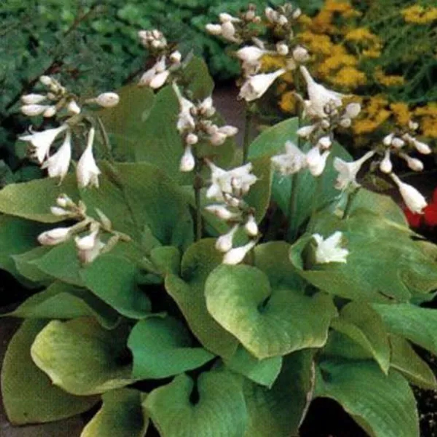 6 x Funkie 'August Moon' Hosta Topf 9cm Goldgelbes Laub