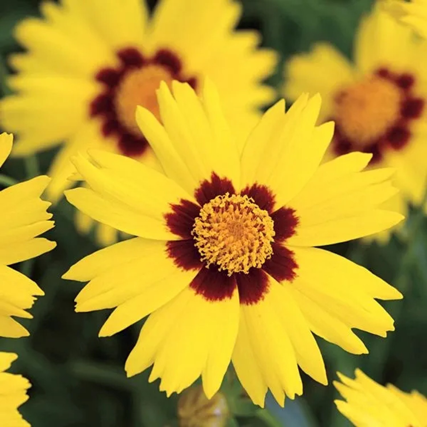 6 x Mädchenauge 'Sterntaler' Coreopsis,anceolata Topf 9cm Gelbe Blüten