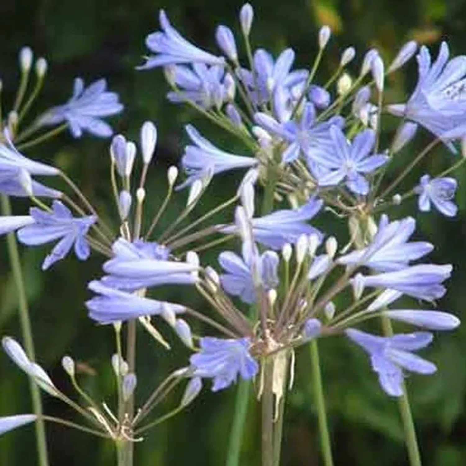 6 x Schmucklilie 'Peter Pan' Agapanthus Topf 9cm Kompakte Blaue Blüten