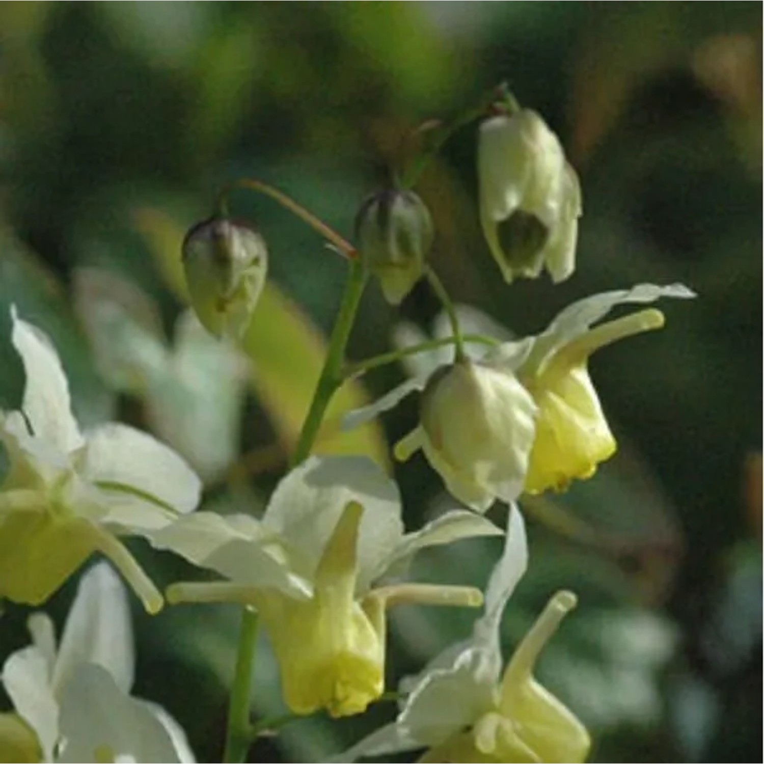 6 x Elfenblume 'Sulphureum' Epimedium Versicolor Topf 9cm Immergrün