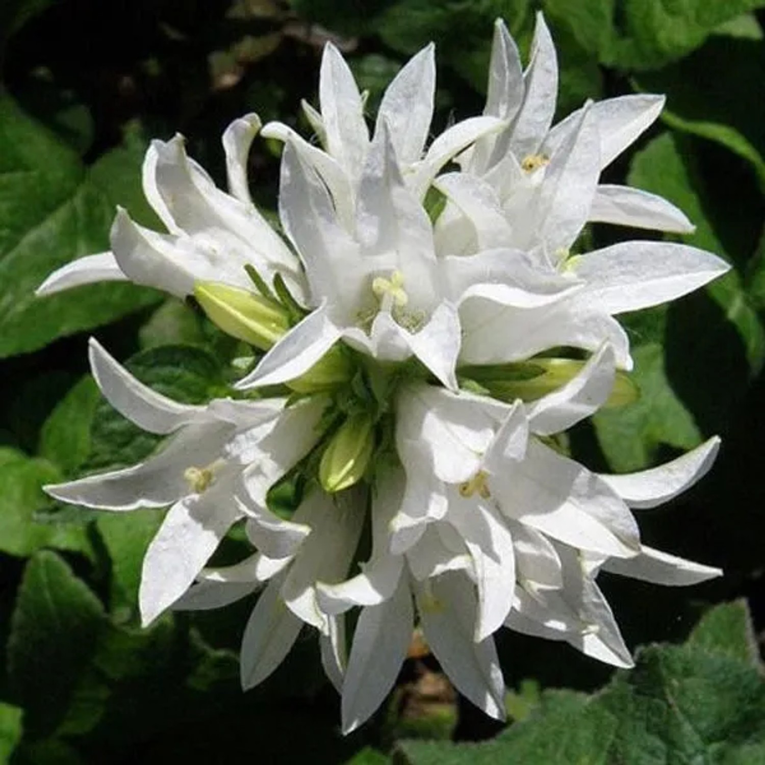 6 x Knäuel-Glockenblume 'Alba' Campanula glomerata Topf 9cm Weiße Blüten