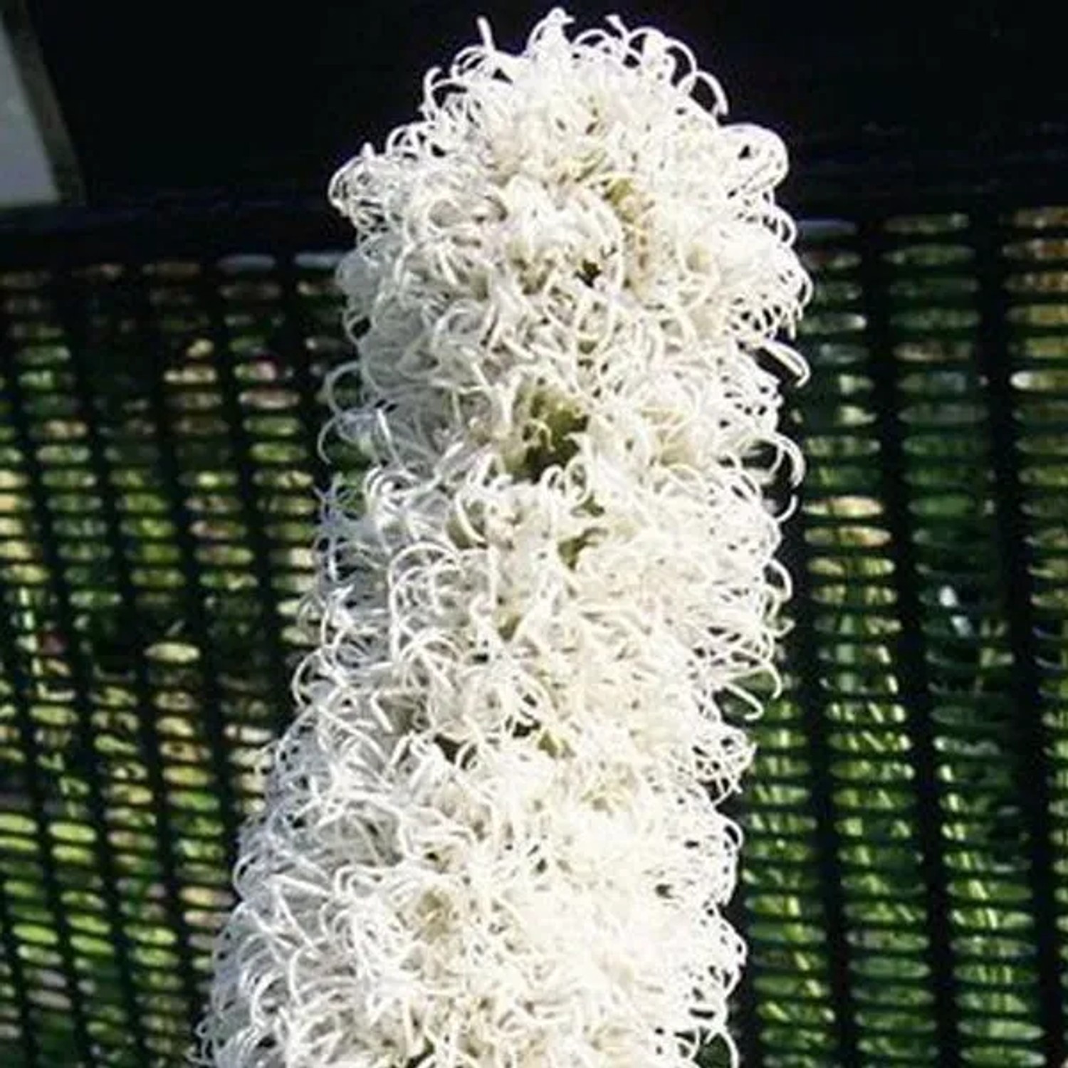 6 x Prachtscharte 'Floristan Weiss' Liatris spicata Topf 9cm Weiße Blüten
