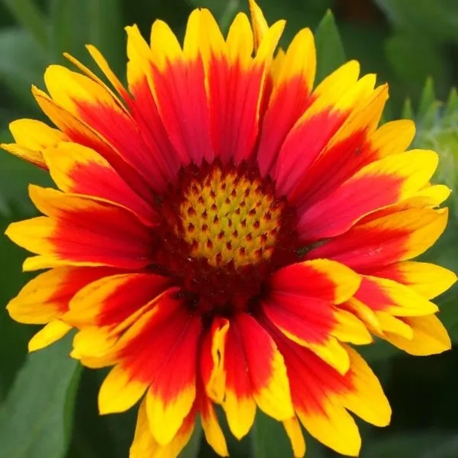 6 x Kokardenblume 'Arizona Sun' Gaillardia Topf 9cm Schmetterlingspflanze