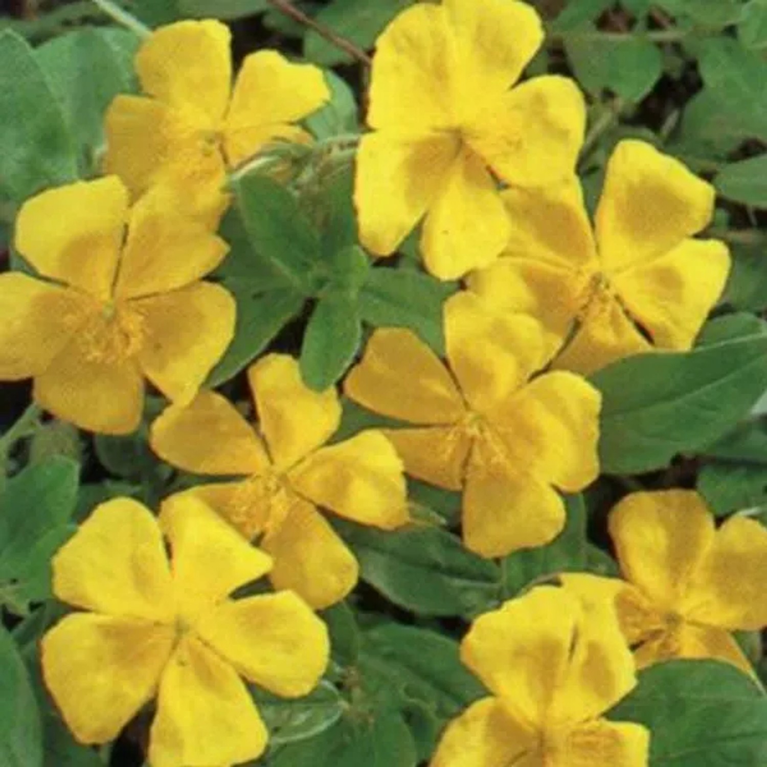 6 x Sonnenröschen 'Golden Queen' Helianthemum Topf 9cm Gelbe Blüten