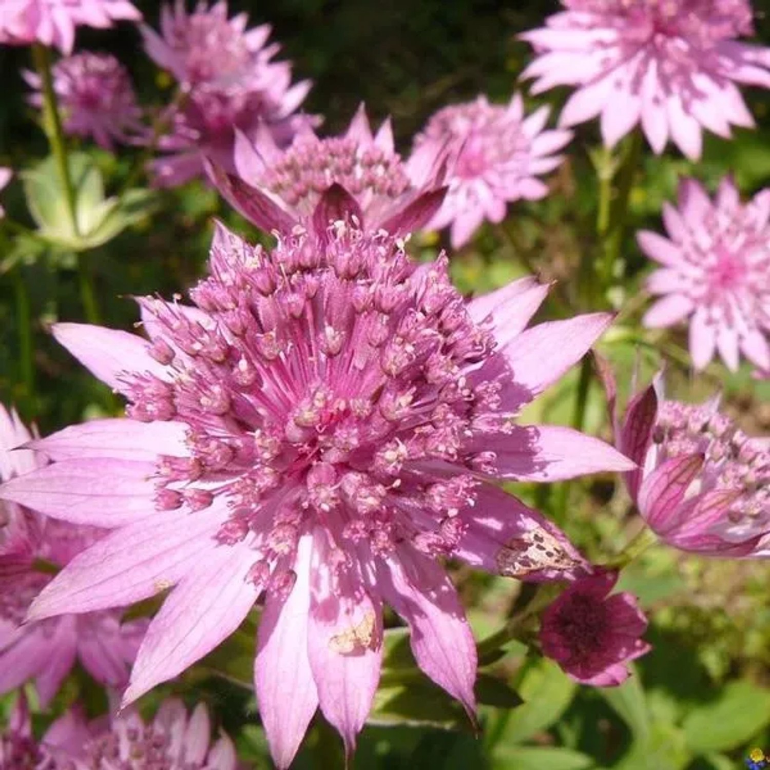 6 x Sterndolde 'Rosea' Astrantia Major Topf 9cm Schnittblume