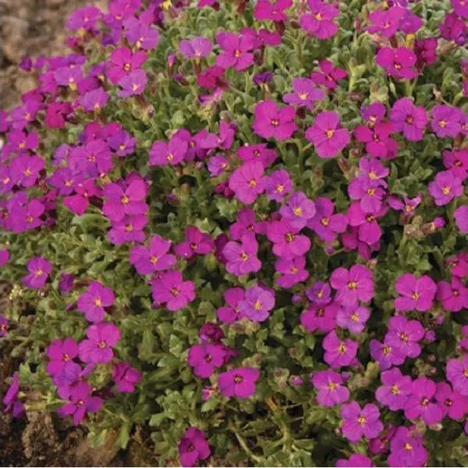 6 x Blaukissen 'Cascade Red' Aubrieta Topf 9cm Immergrün
