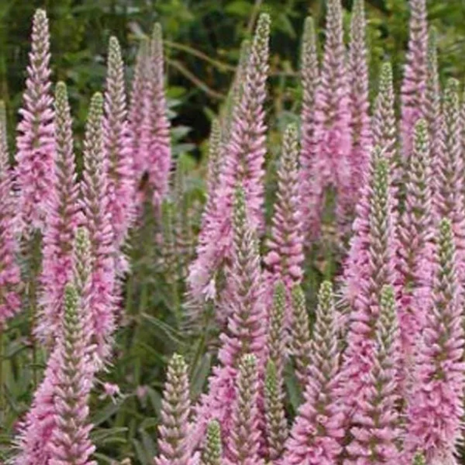 6 x Ehrenpreis 'Heidekind' Veronica spicata Topf 9cm Schnittblume