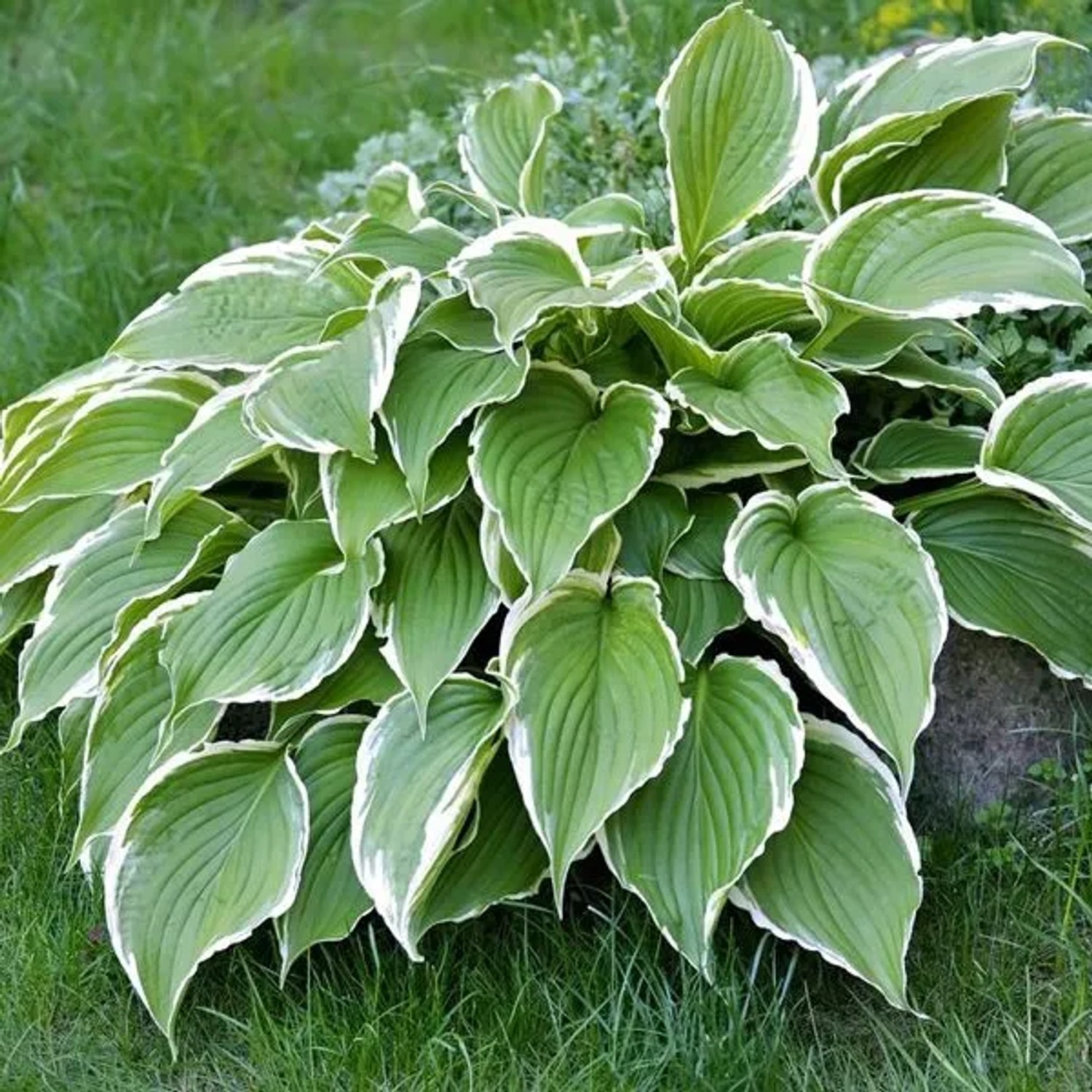 6 x Funkie 'Francee' Hosta Topf 9cm Weiß Gerandetes Laub