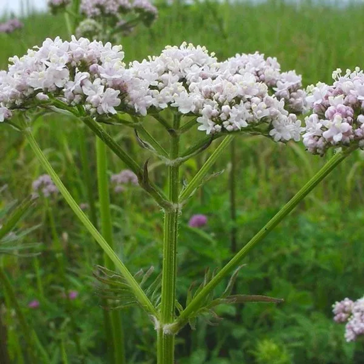 6 x Baldrian Valeriana officinalis Topf 9cm Heilpflanze