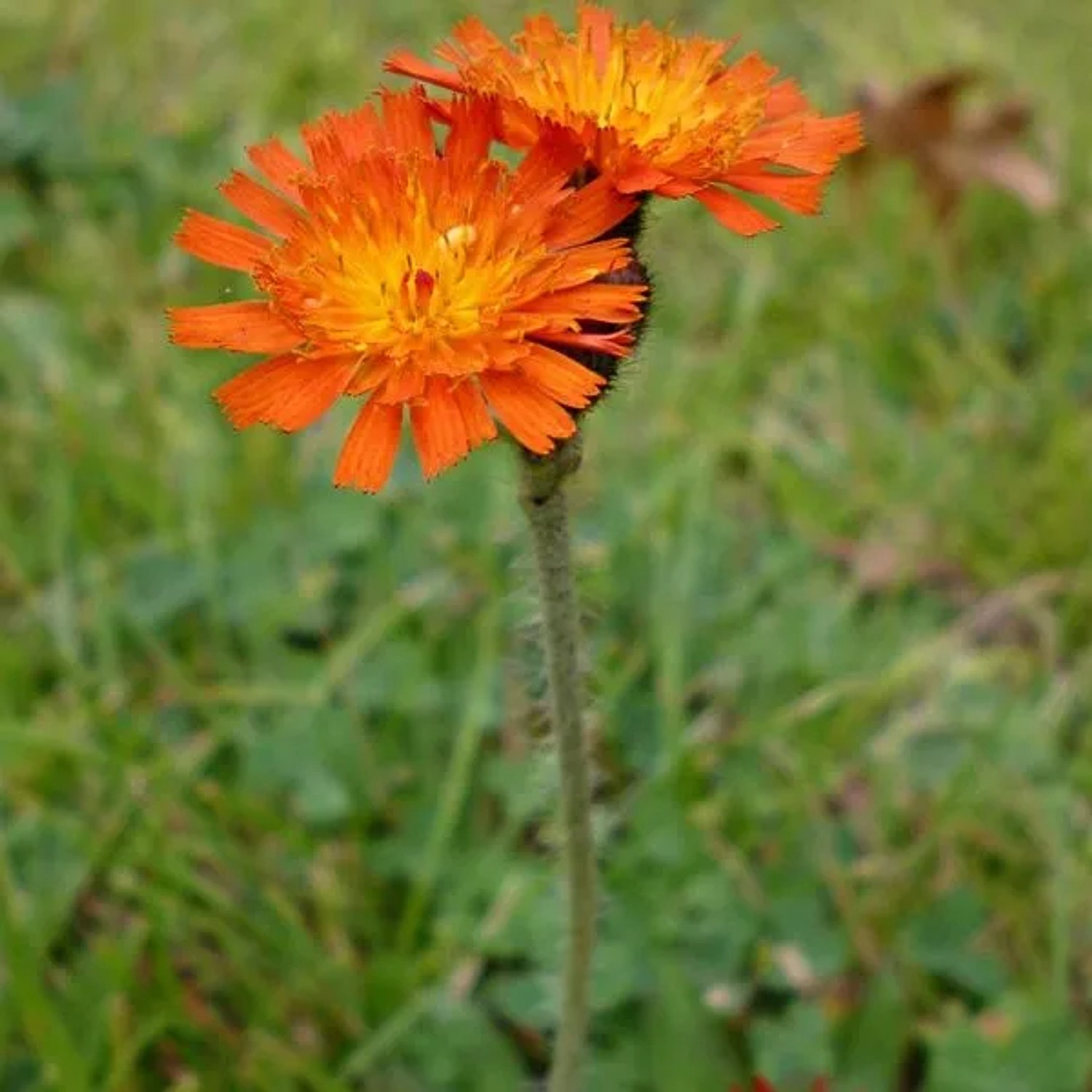 6 x Orangerotes Habichtskraut Hieracium aurantiacum Topf 9cm Orange Blüten