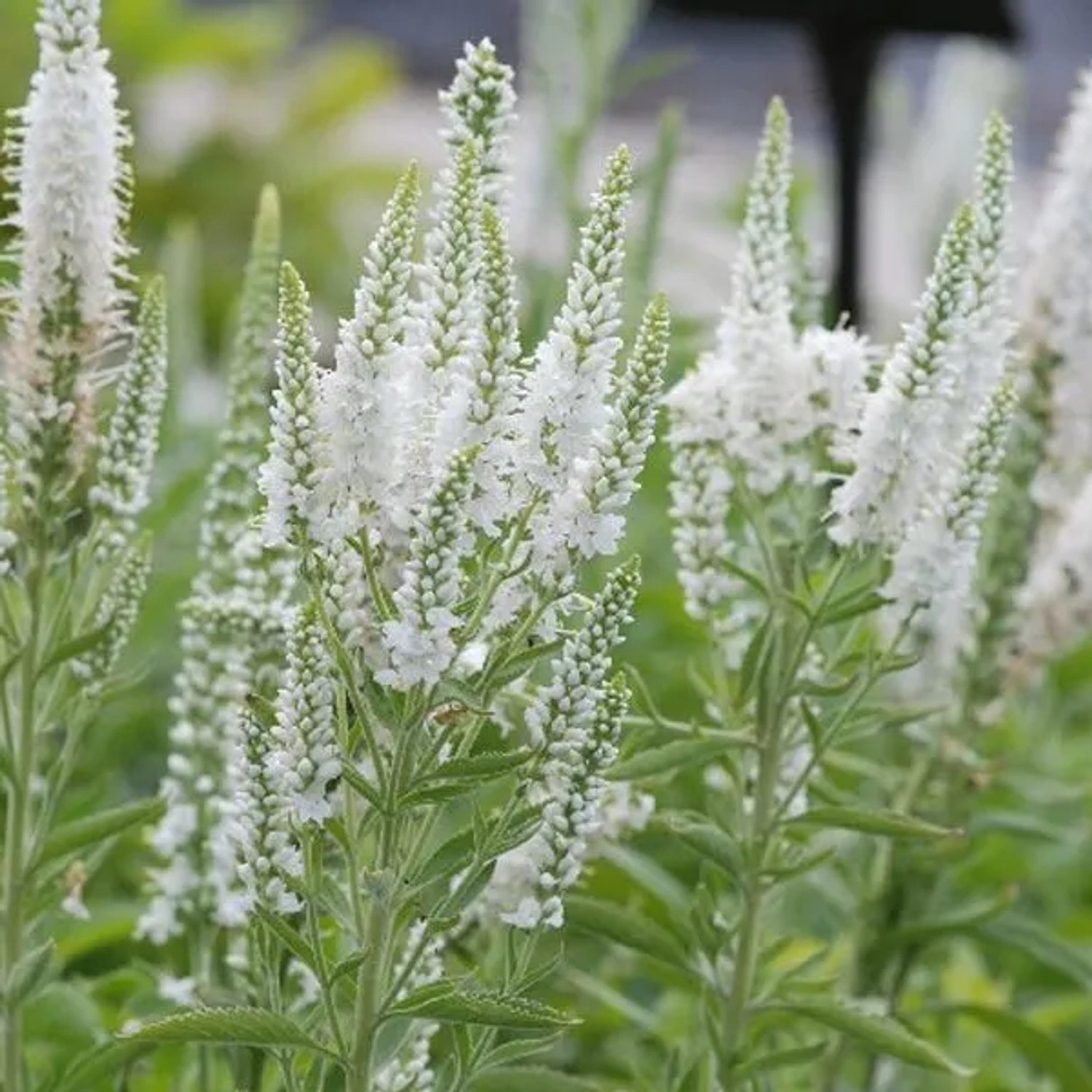 6 x Ehrenpreis 'Alba' Veronica spicata Topf 9cm Weiße Blüten