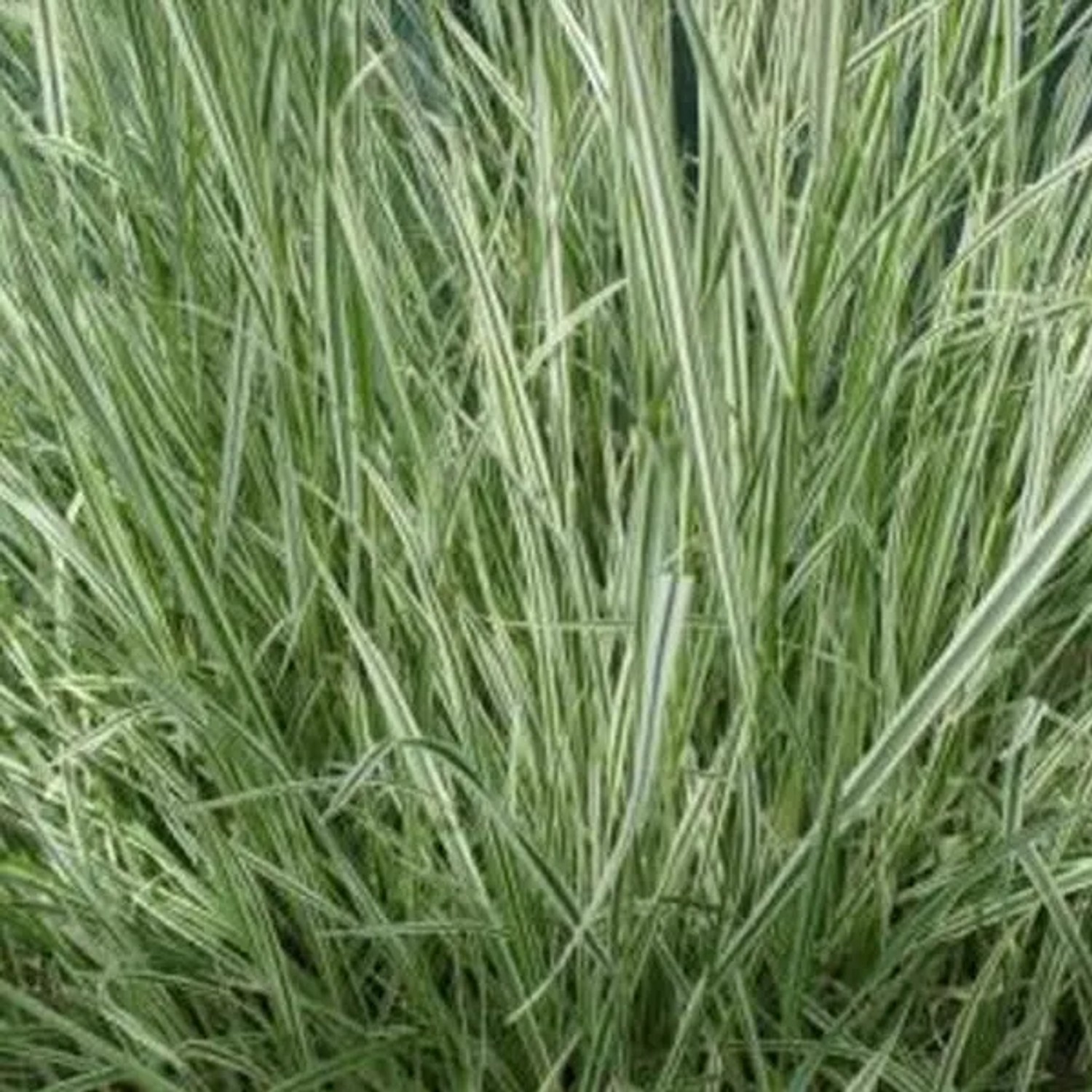 6 x Knolliger Glatthafer 'Variegatum' Arrhenatherum bulbosum Topf 9cm Dekoratives Blatt
