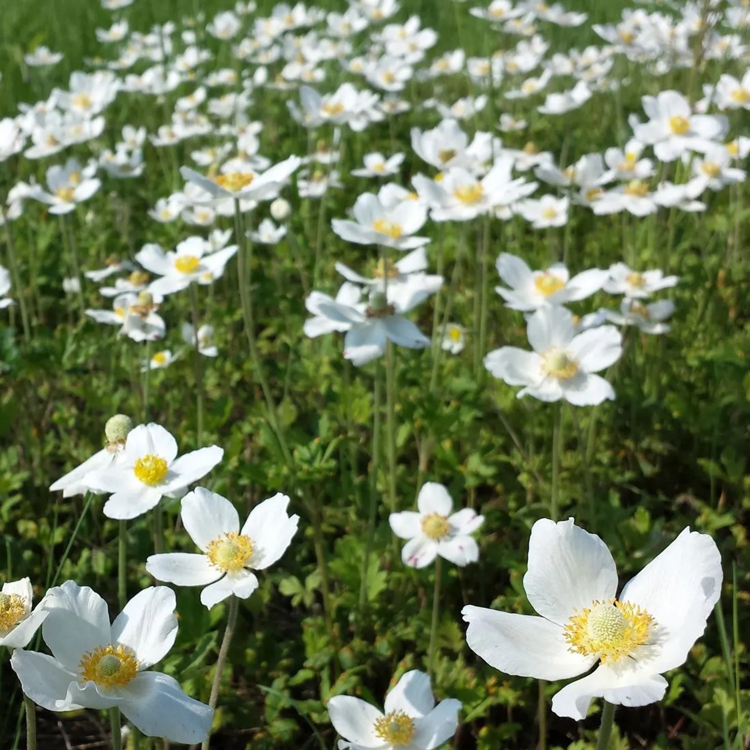 6 x Wald-Windröschen Anemone sylvestris Topf 9cm Weiße Blüten