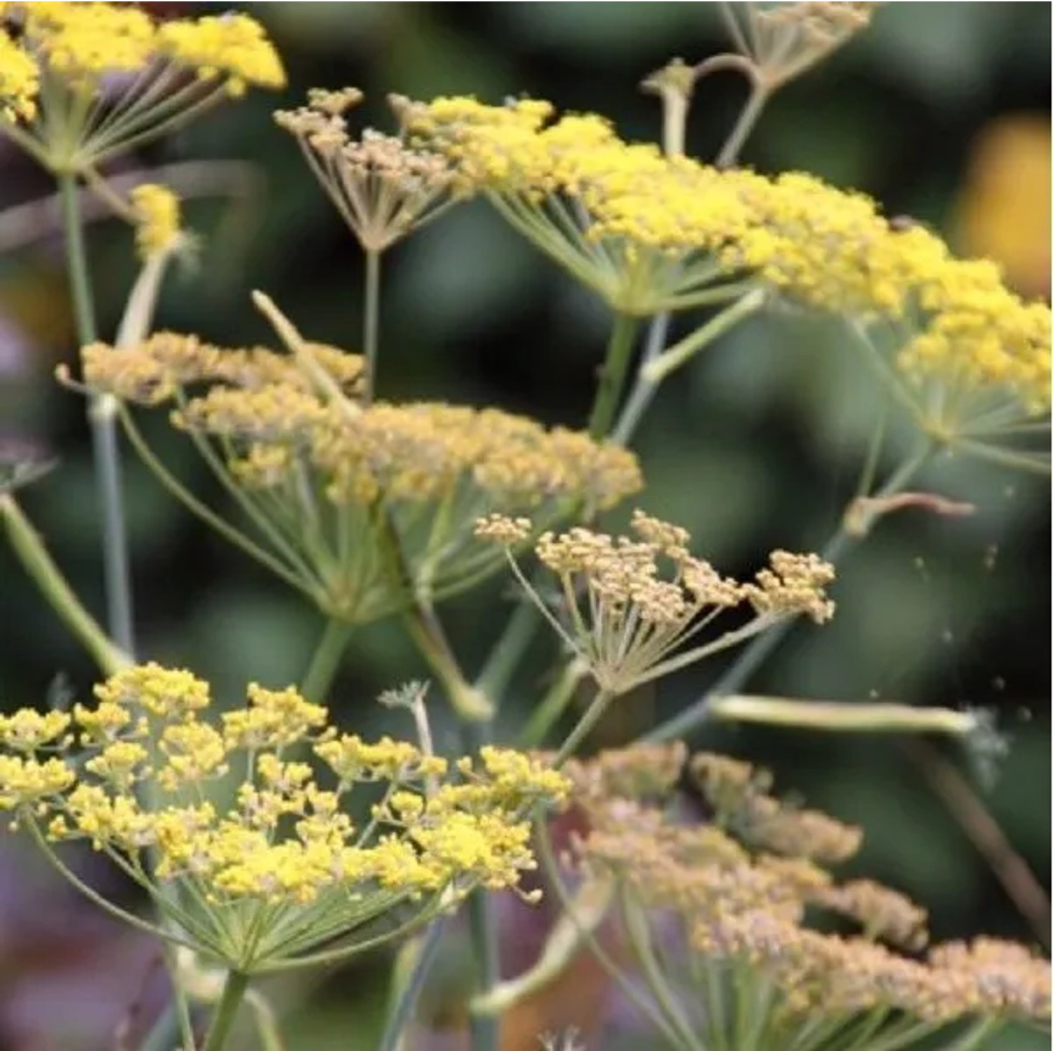 6 x Fenchel 'Giant Bronze' Foeniculum Vulgare Topf 9cm Bronzefarbenes Laub