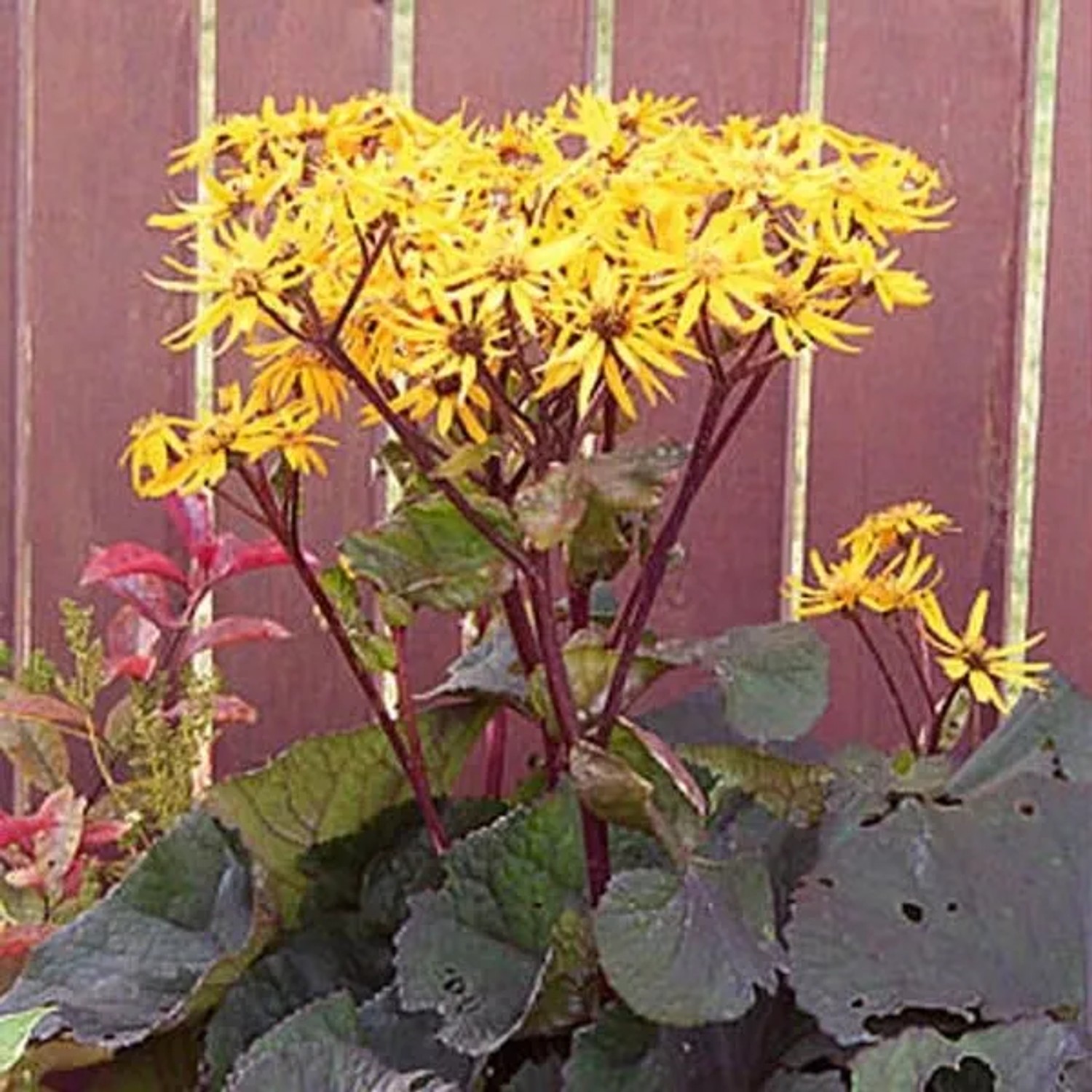 6 x Goldkolben 'Othello' Ligularia dentata Topf 9cm Dunkles Laub