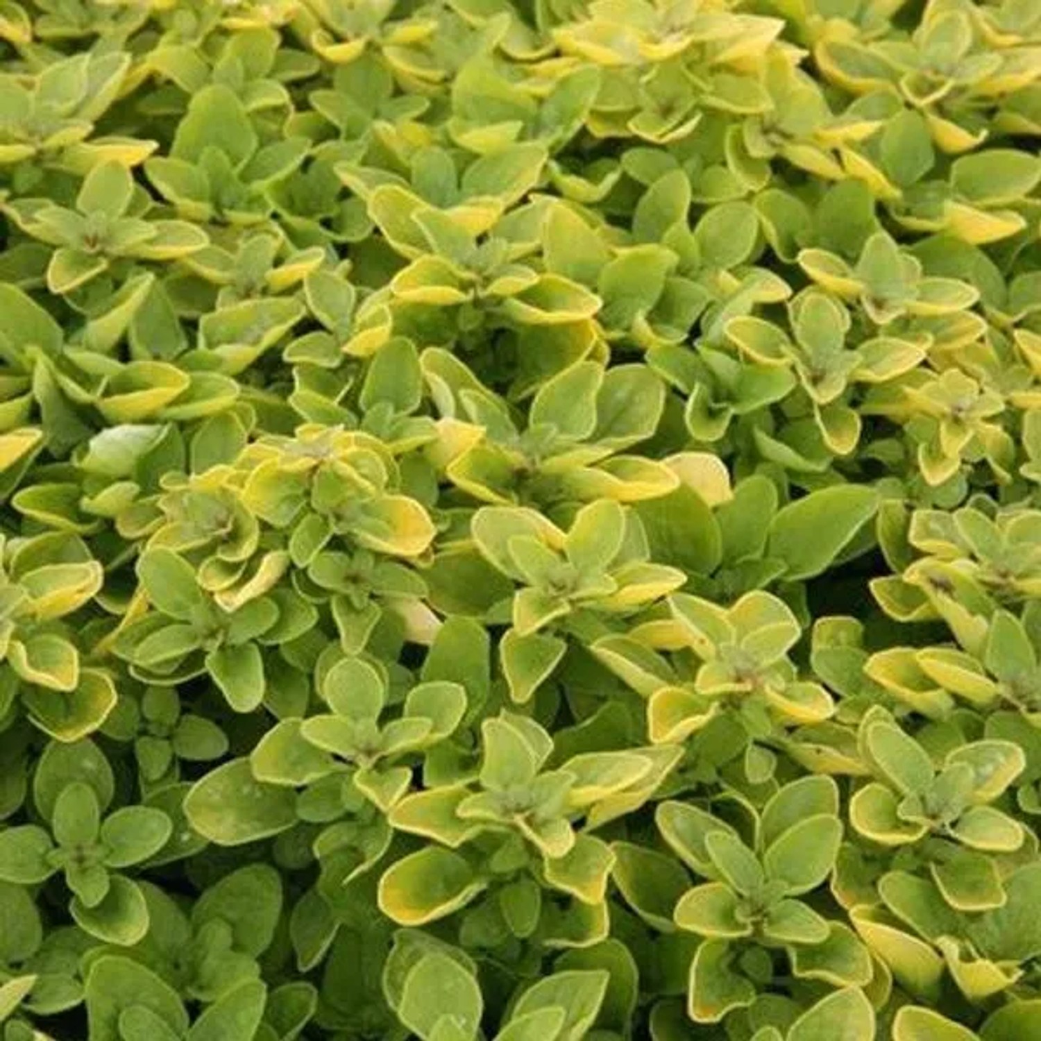 6 x Blüten-Dost 'Thumbles Variety' Origanum Vulgare Topf 9cm Schmetterlingspflanze