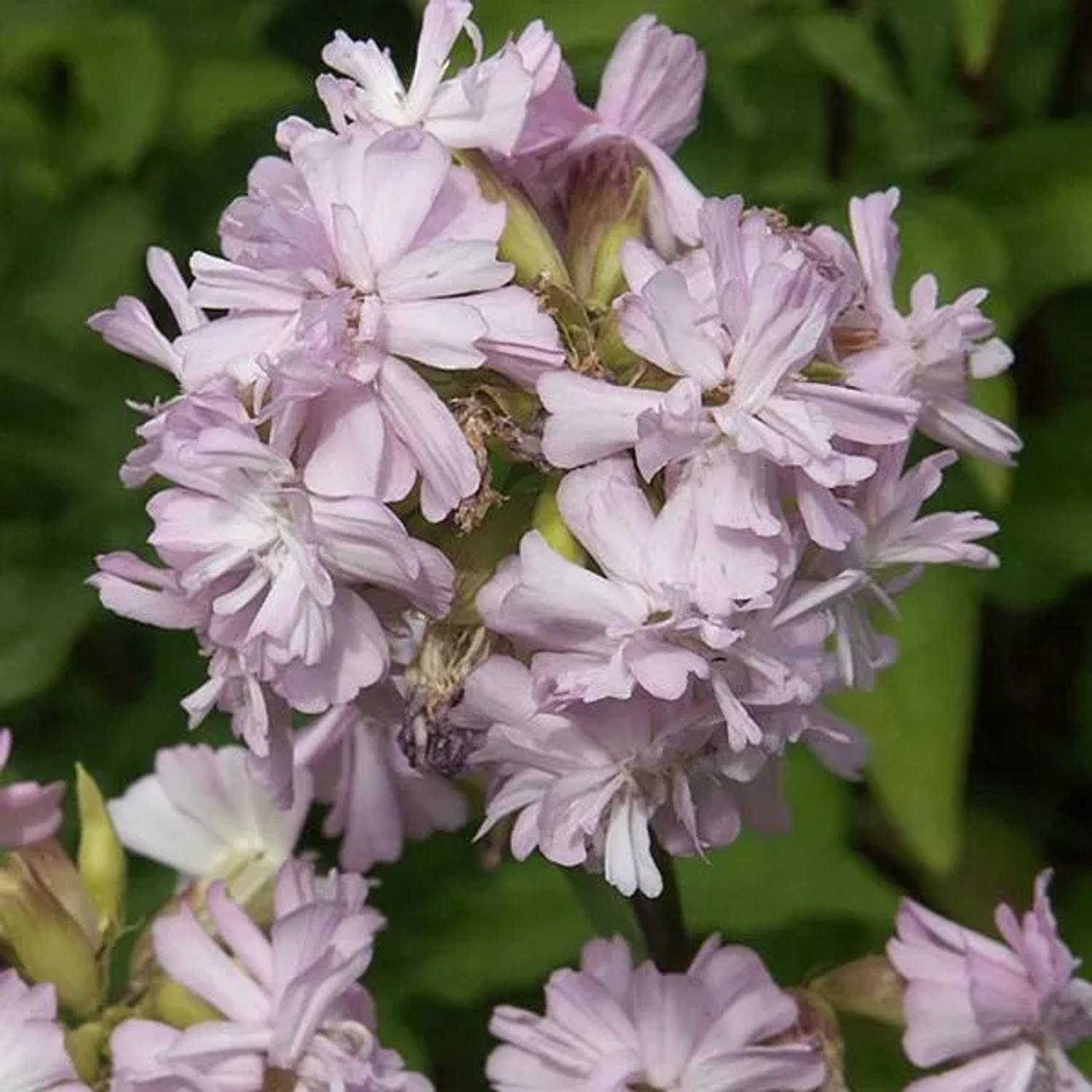 6 x Seifenkraut 'Rosea Plena' Saponaria officinalis Topf 9cm Gefüllte rosa Blüten