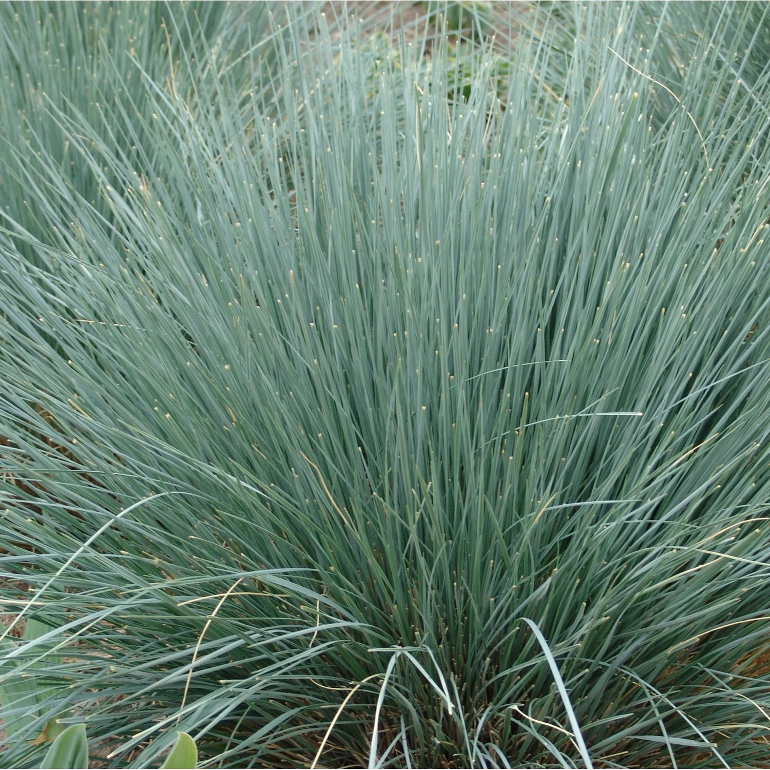 6 x Blaustrahlhafer Helictotrichon Sempervirens Topf 9cm Immergrün
