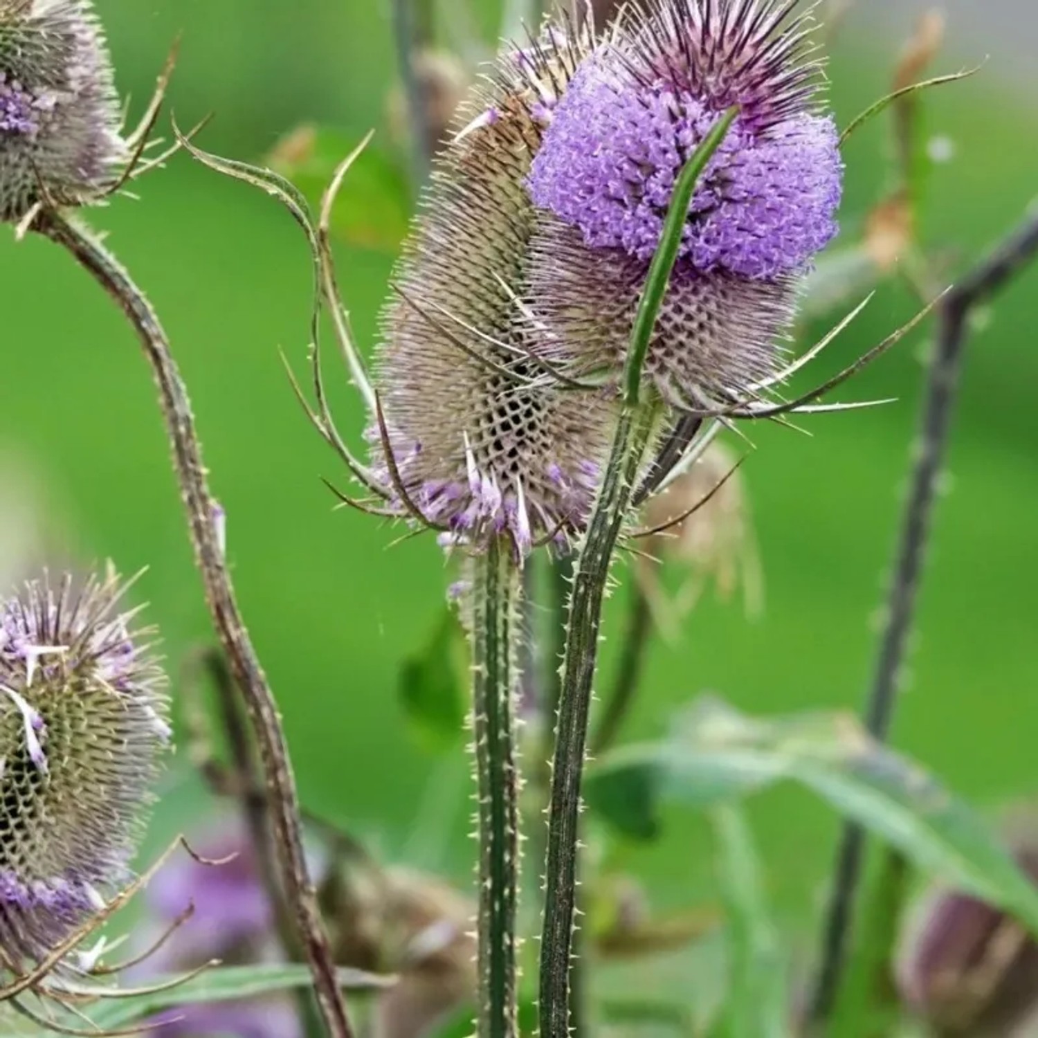 6x Karde Dipsacus fullonum Topf 9 cm Strukturpflanze