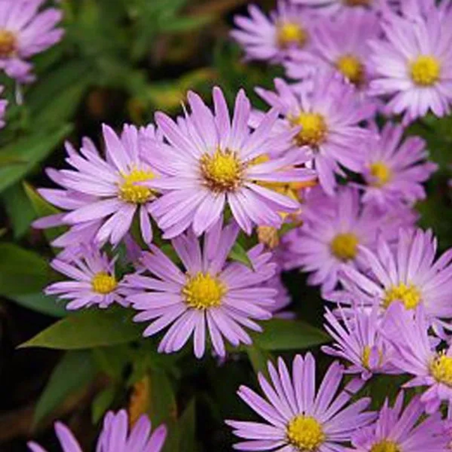 6 x Kissen-Aster 'Anneke' Aster dumosus Topf 9cm Herbstaster
