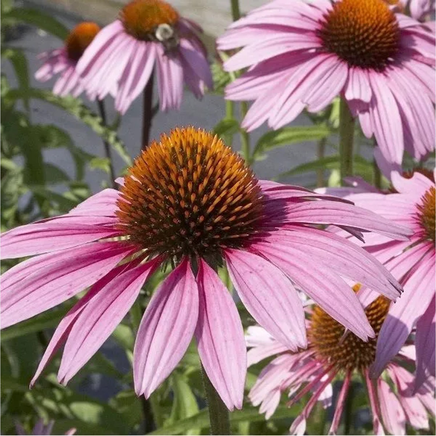 6 x Scheinsonnenhut 'Magnus' Echinacea purpurea Topf 9cm Purpurrosa Blüten